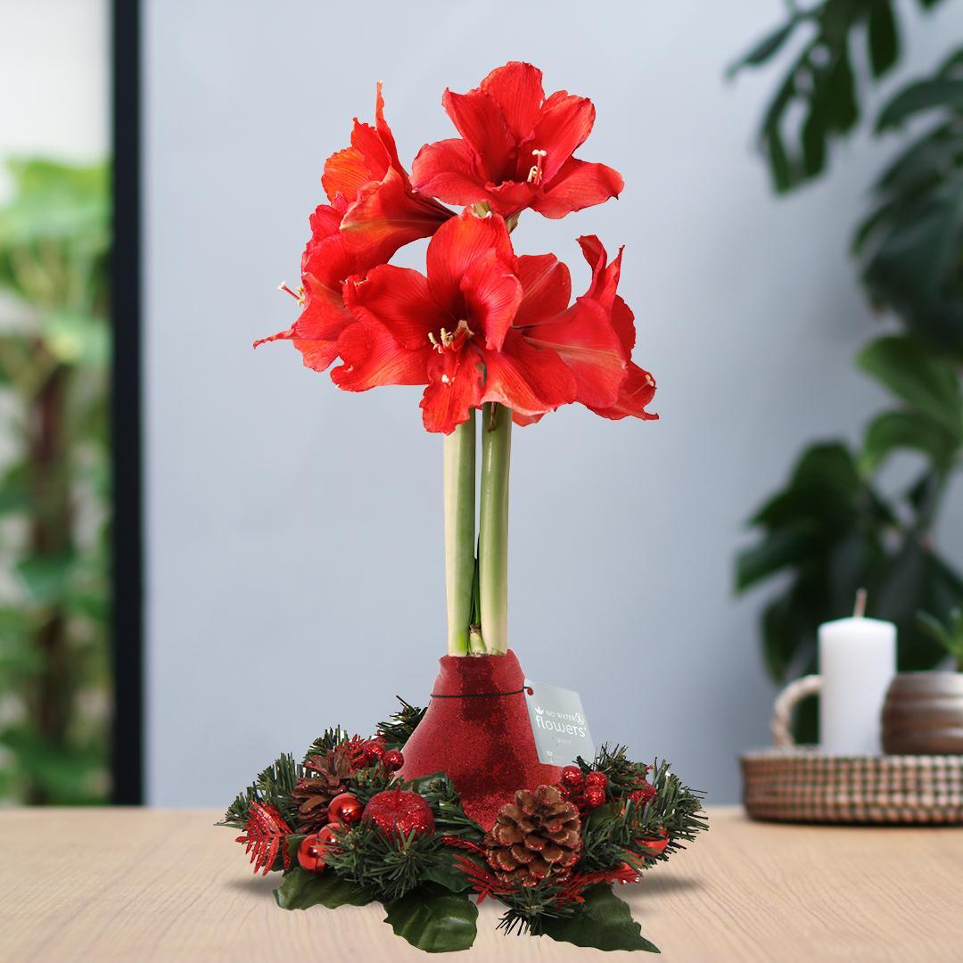 No Water Flowers® (wax amaryllis) | Wreath Christmas - Red + Red flower