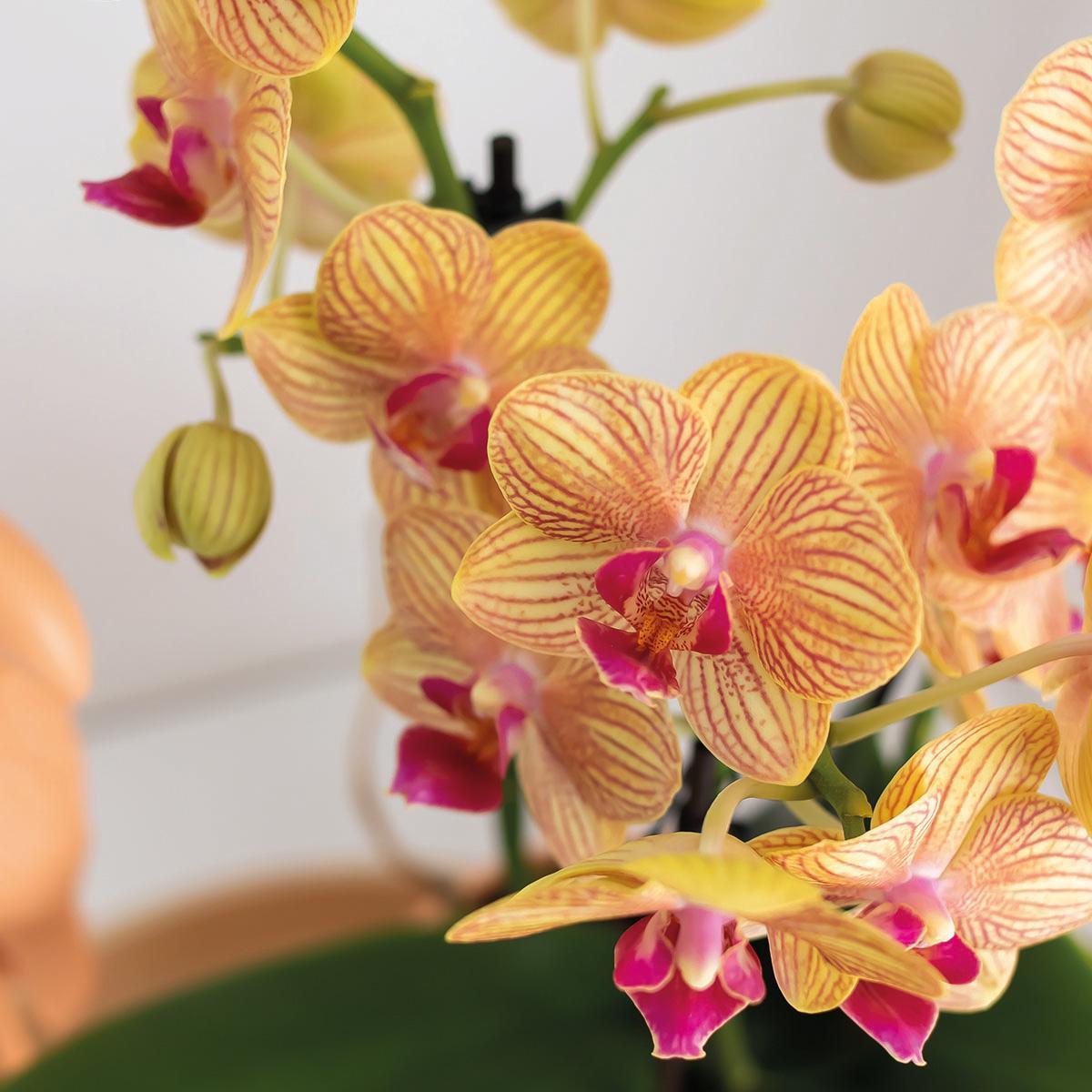 Orchidee Geschenkset Optimismus kleiner Pfirsich | Grünpflanze mit orangefarbener Phalaenopsis-Orchidee in Candy-Ziertöpfen auf weißem Bio-Tablett