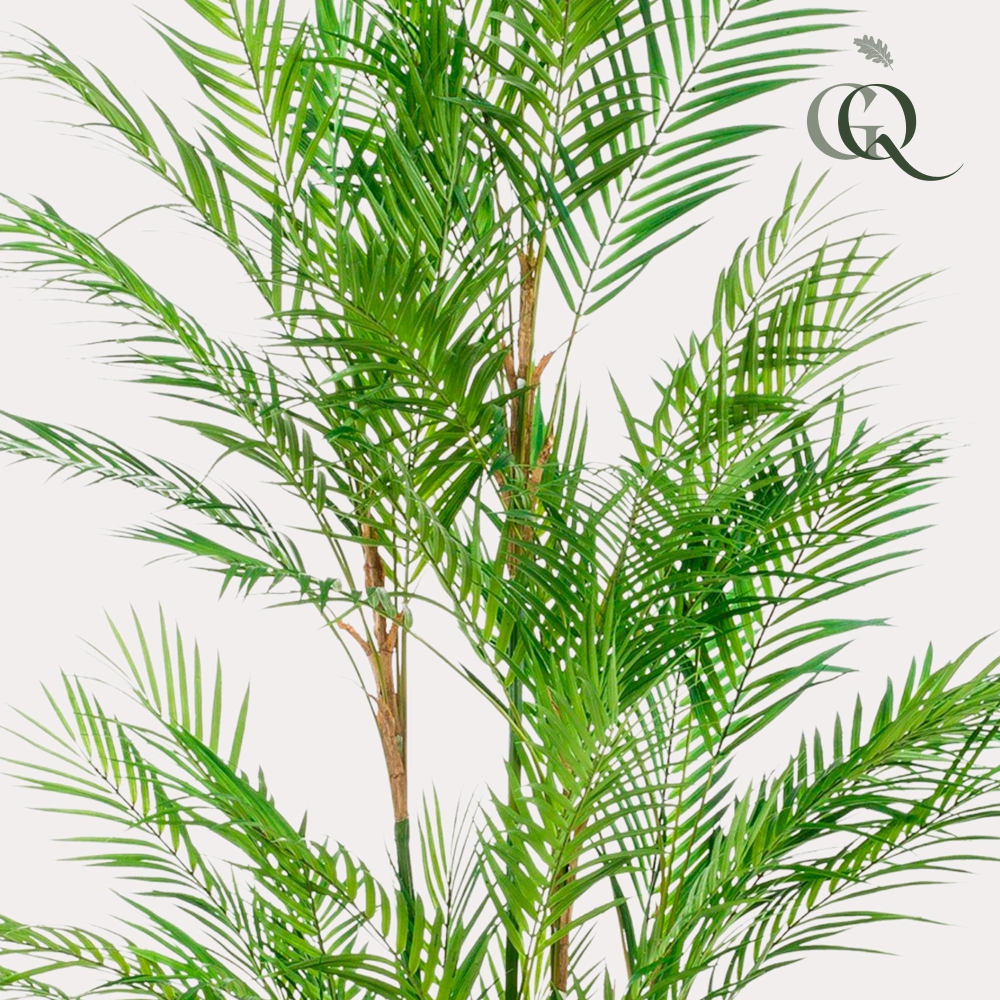 Kunstpflanze - Chamaedorea Elegans - Bergpalme - 180 cm