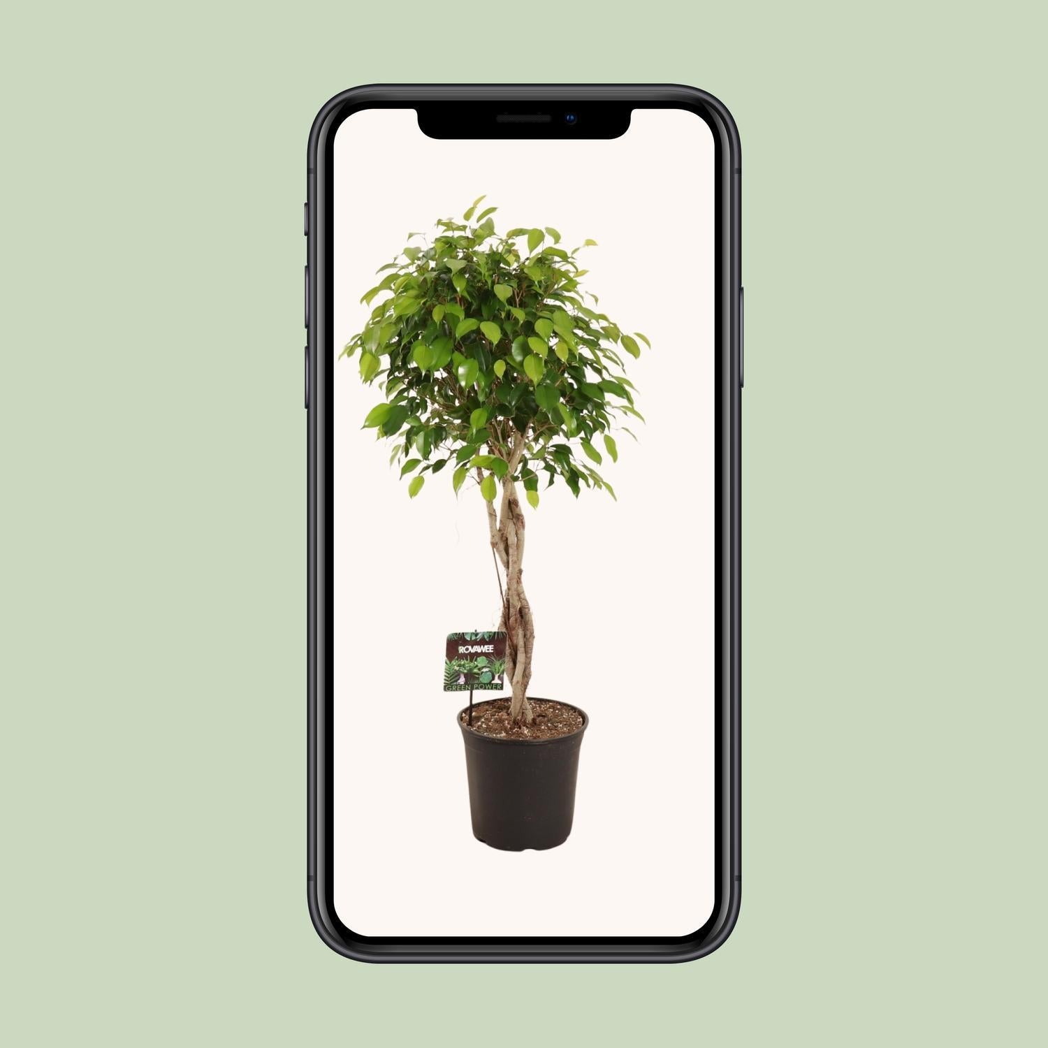 Birkenfeige - Ficus Benjamina Exotica verzeigt - Ø27cm - ↕120cm