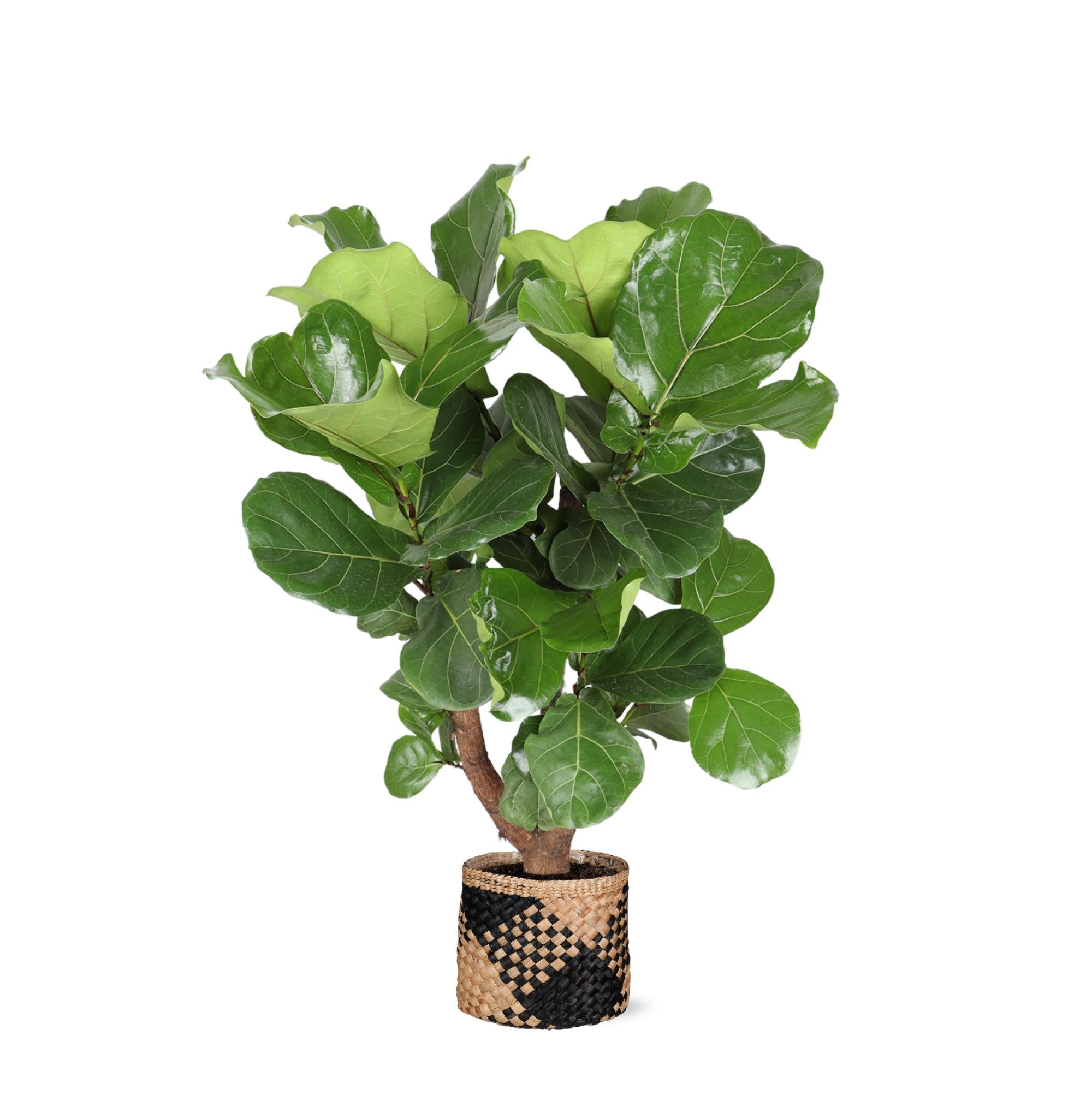 Geigenfeige - Ficus Lyrata  Ø27cm ↕130cm in Albury BLACK Korb