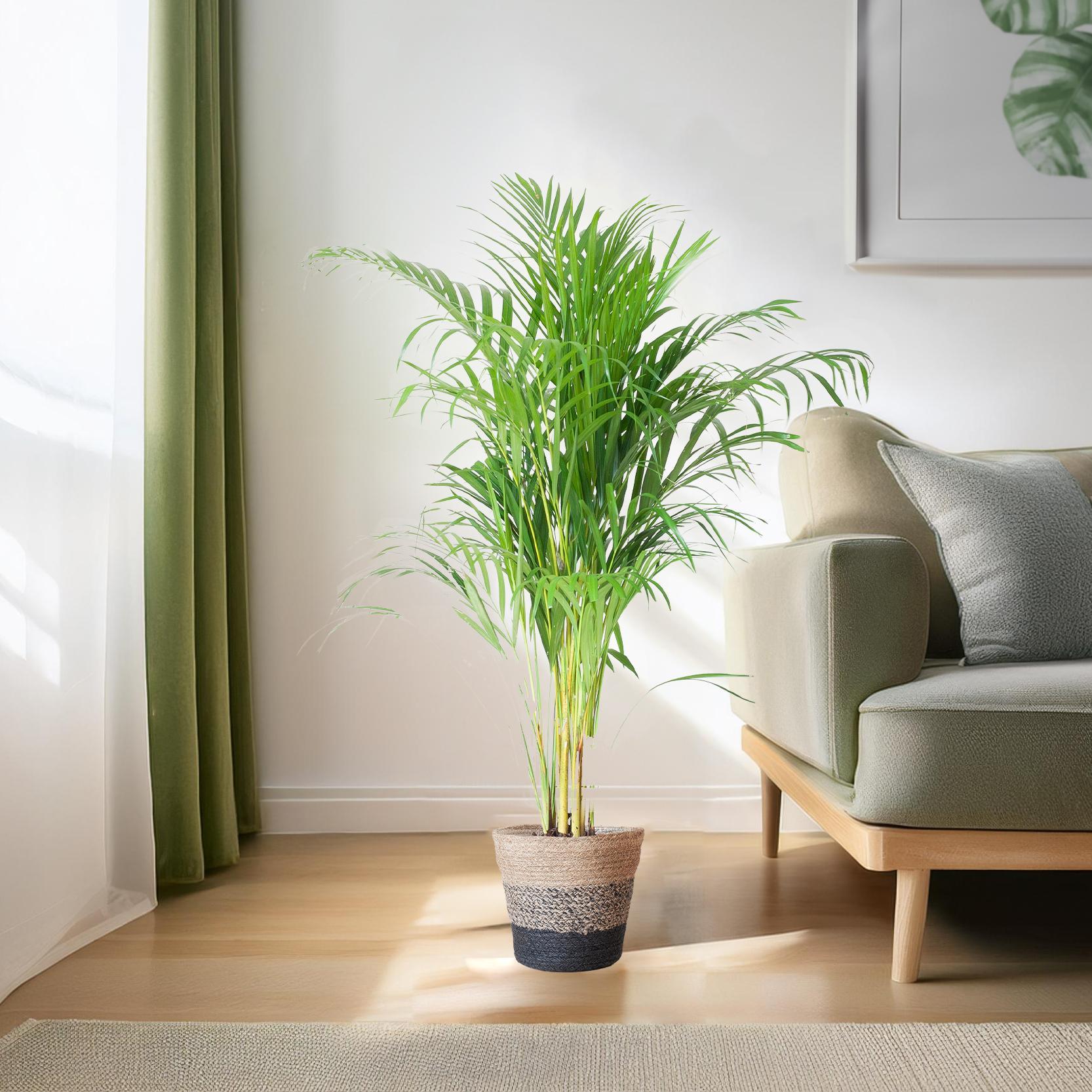 Arecapalme - Dypsis mit Lissabon-Korb Schwarz - 100cm - Ø21