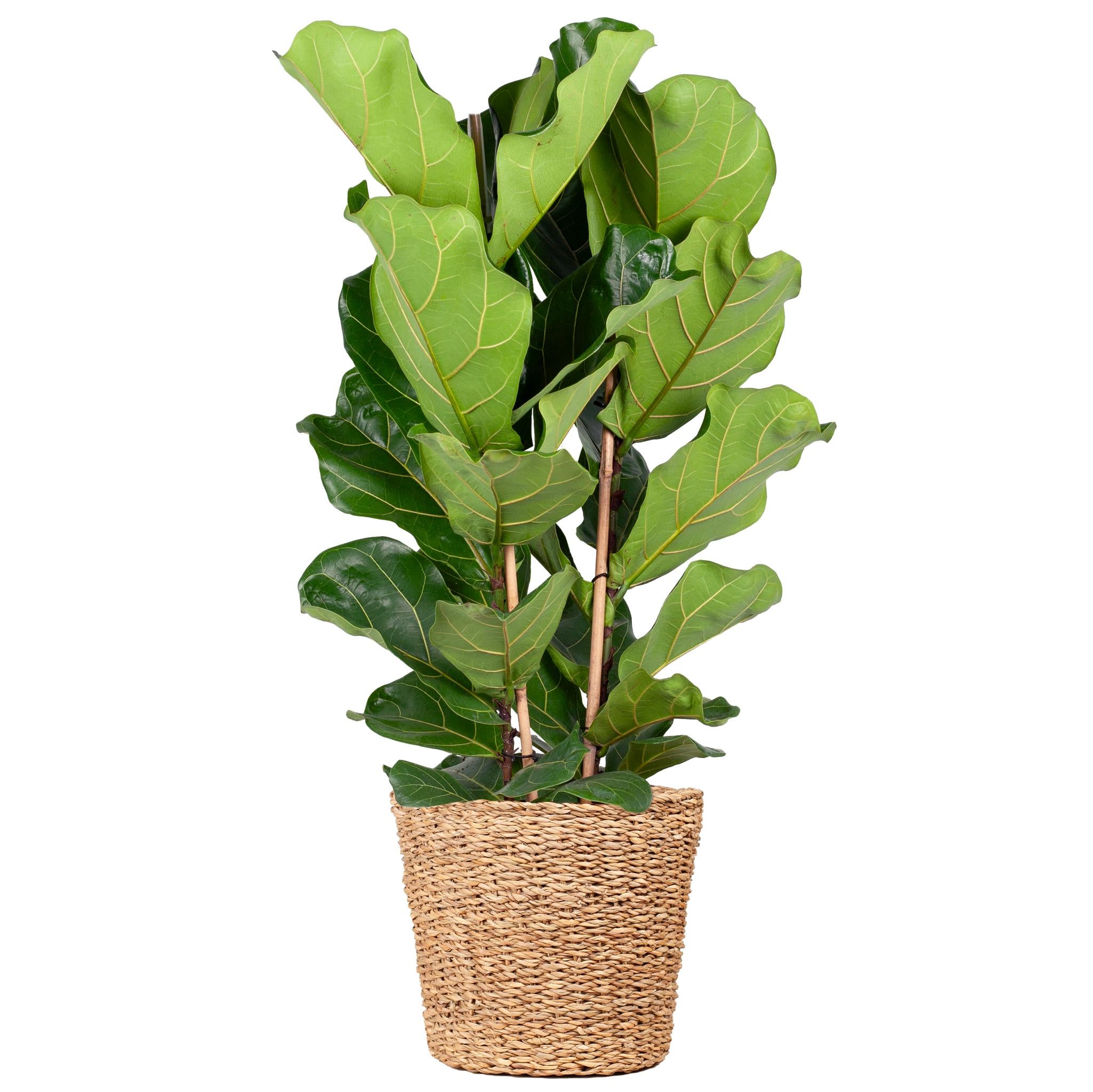 Geigenfeige - Ficus Lyrata XL mit Korb Torun - 140cm - Ø27