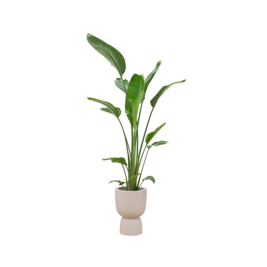 Strelitzia Augusta multi stam inclusief elho Pure Coupe Topf beige Ø35 - 210 cm