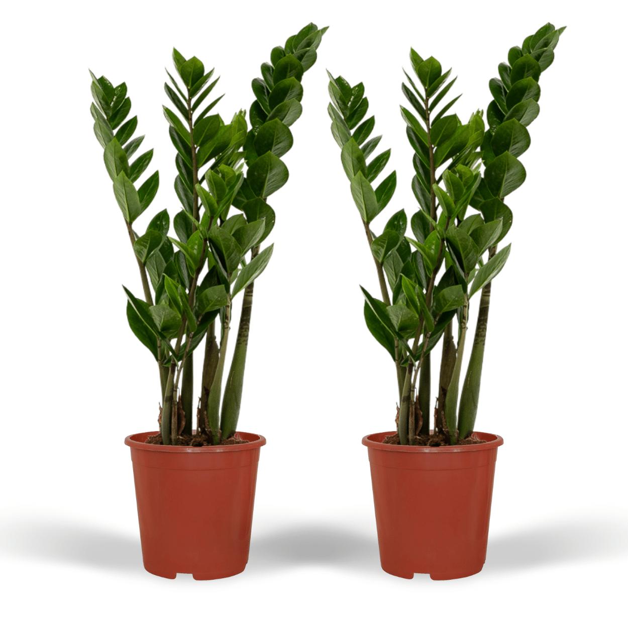 Smaragdpalme auch Glücksfeder - Zamioculcas Zamiifolia - 50cm - ø14   2 Stück