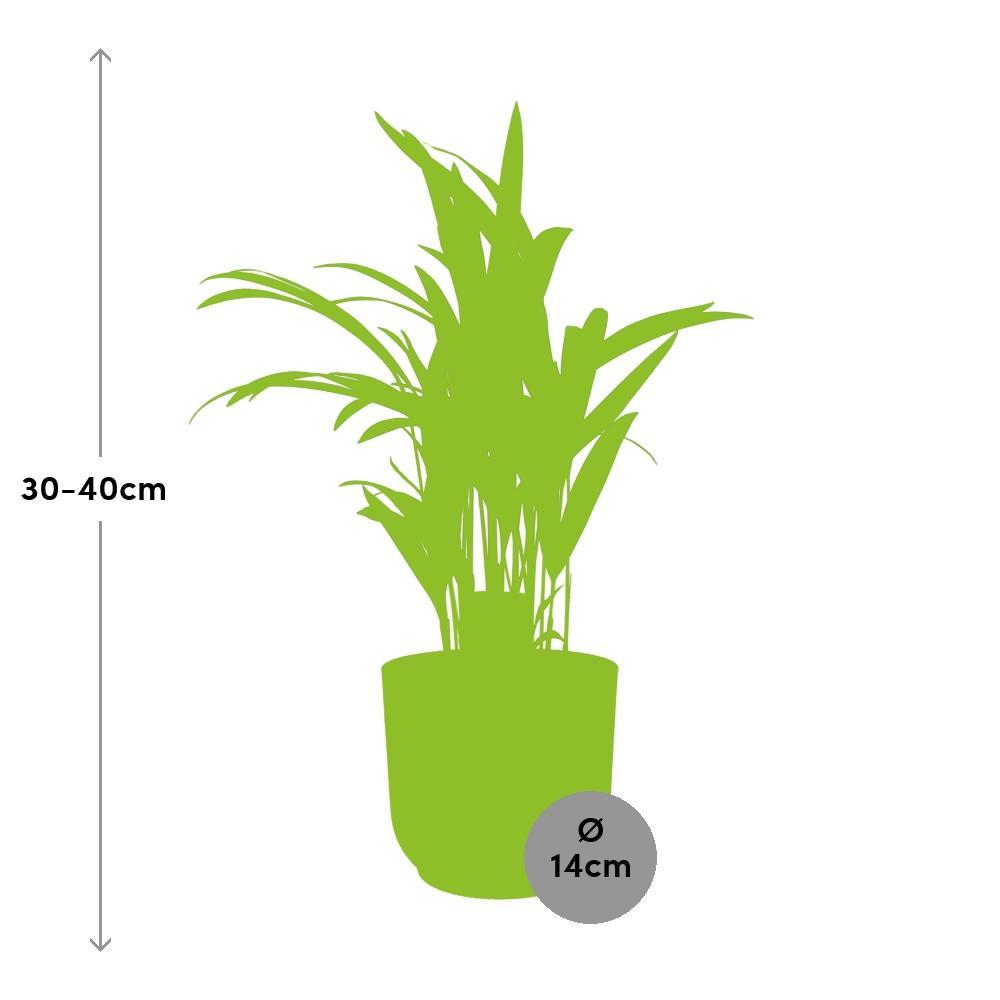 Arecapalme - Dypsis Lutescens 12cm in ELHO Vibes Fold 14cm Topf gelb