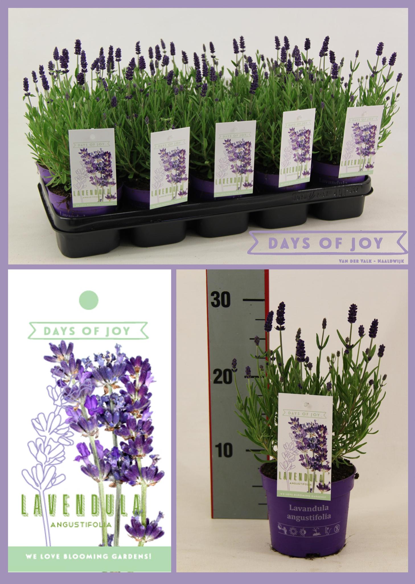 Lavandula Ang. 'Ardèche Blauw' 13 cm - Ø13cm - ↕25cm