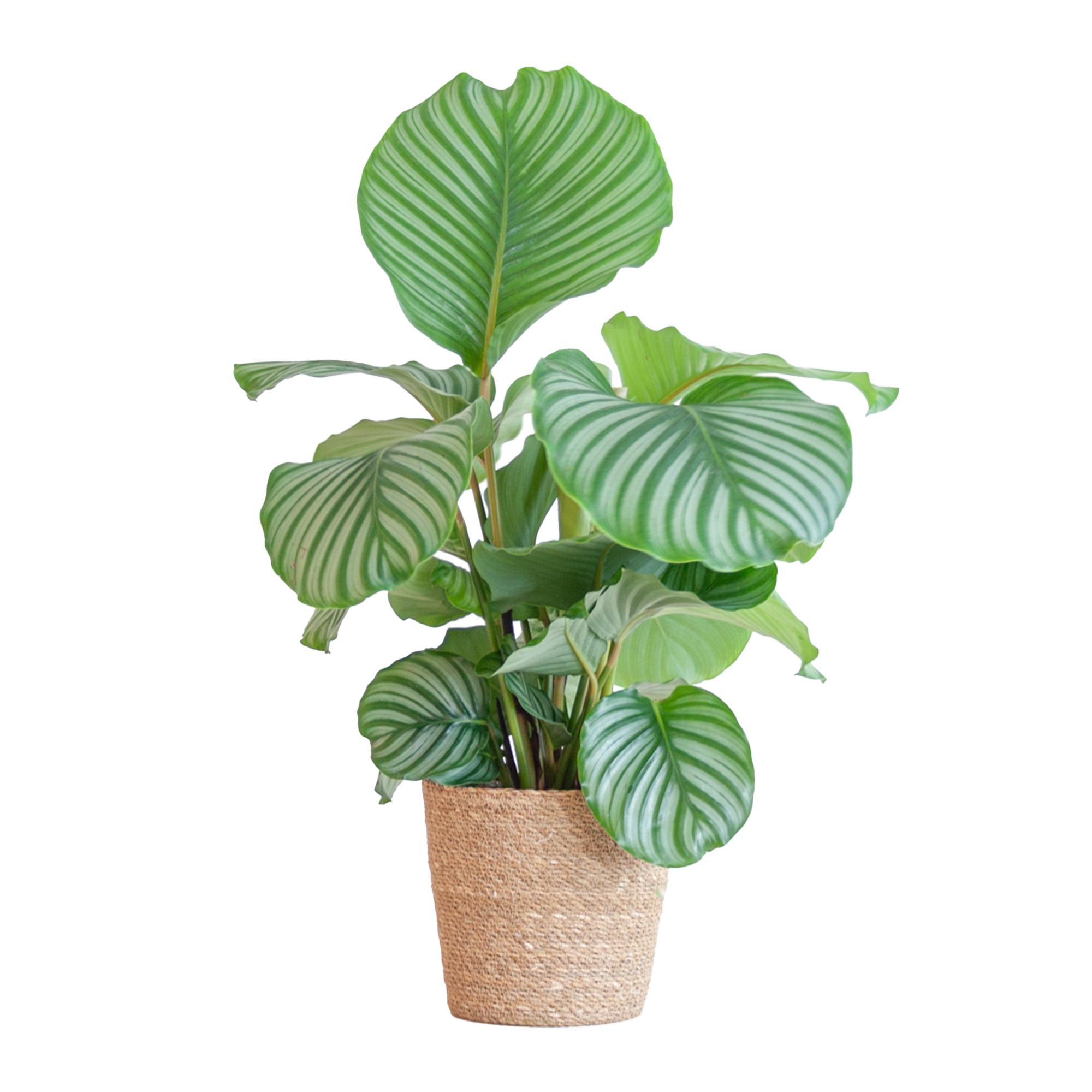 Gebetspflanze - Calathea Orbifolia mit Korb Sofia Natur  - 65cm - Ø21