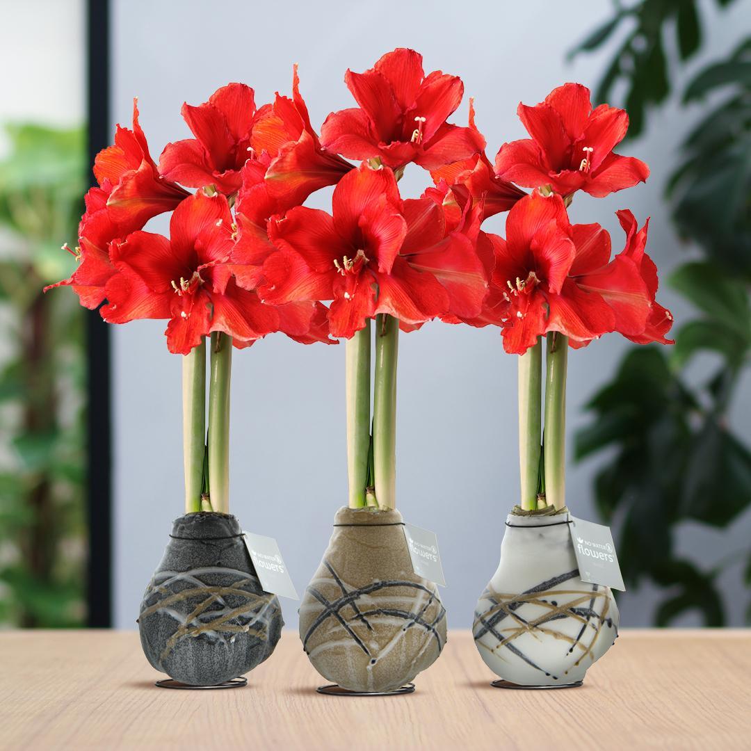 No Water Flowers® (wax amaryllis) | Waxz® Art Rembrandt Mix (3 pack) + Red flower