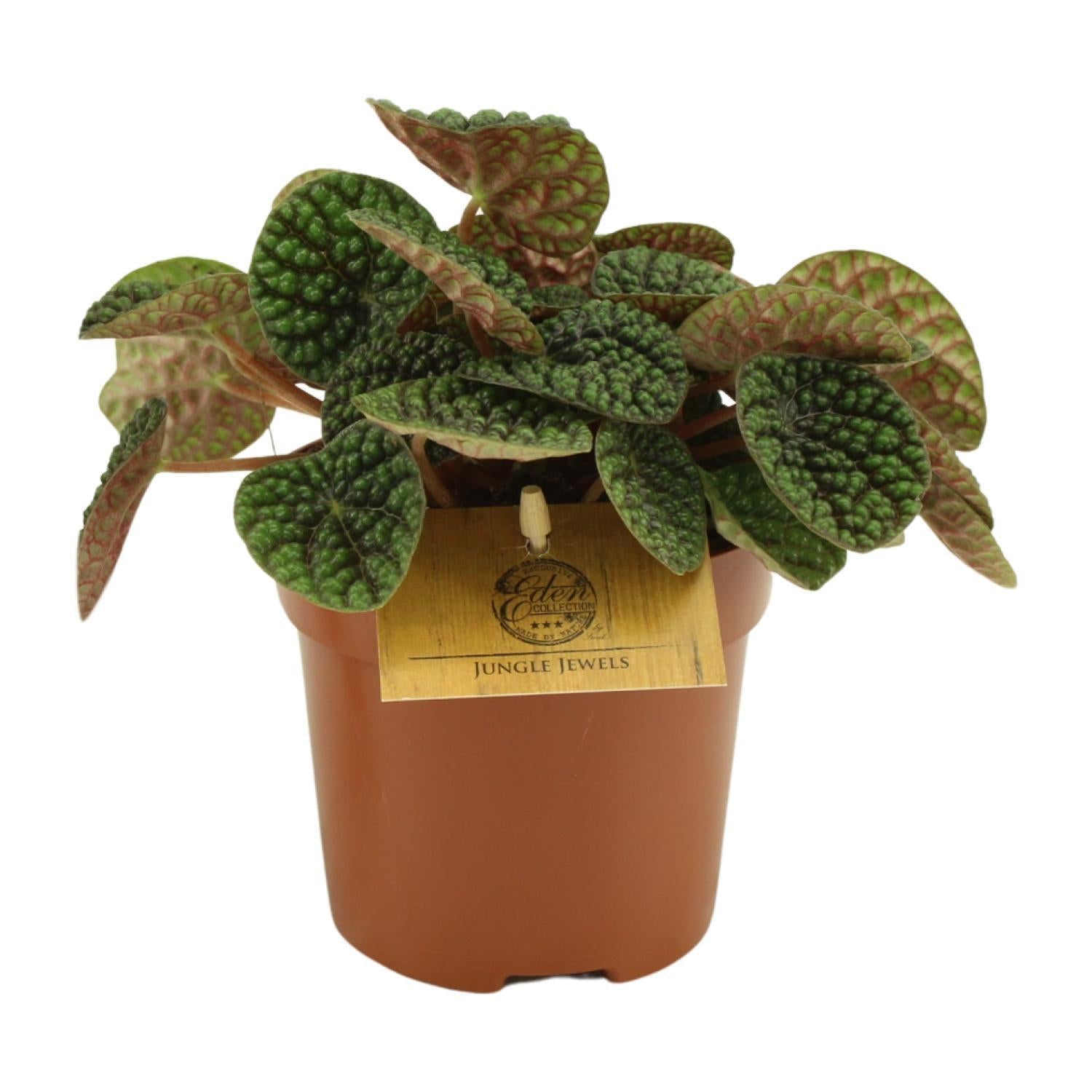 Peperomia Groene Bubbel 10,5cm - Ø10,5cm - ↕15cm