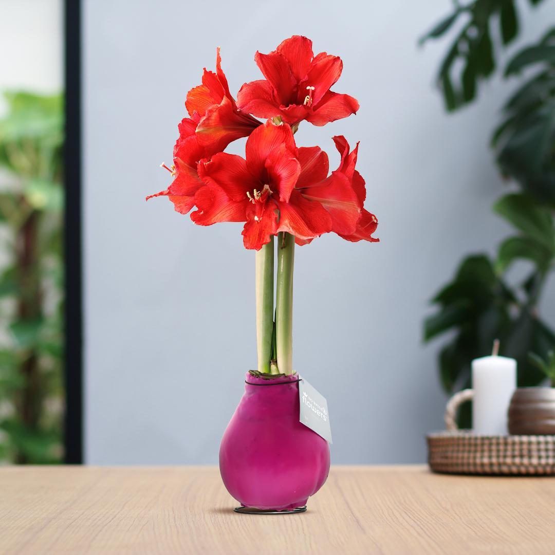 No Water Flowers® (wax amaryllis) | Waxz® Colours - Pink + Red flower