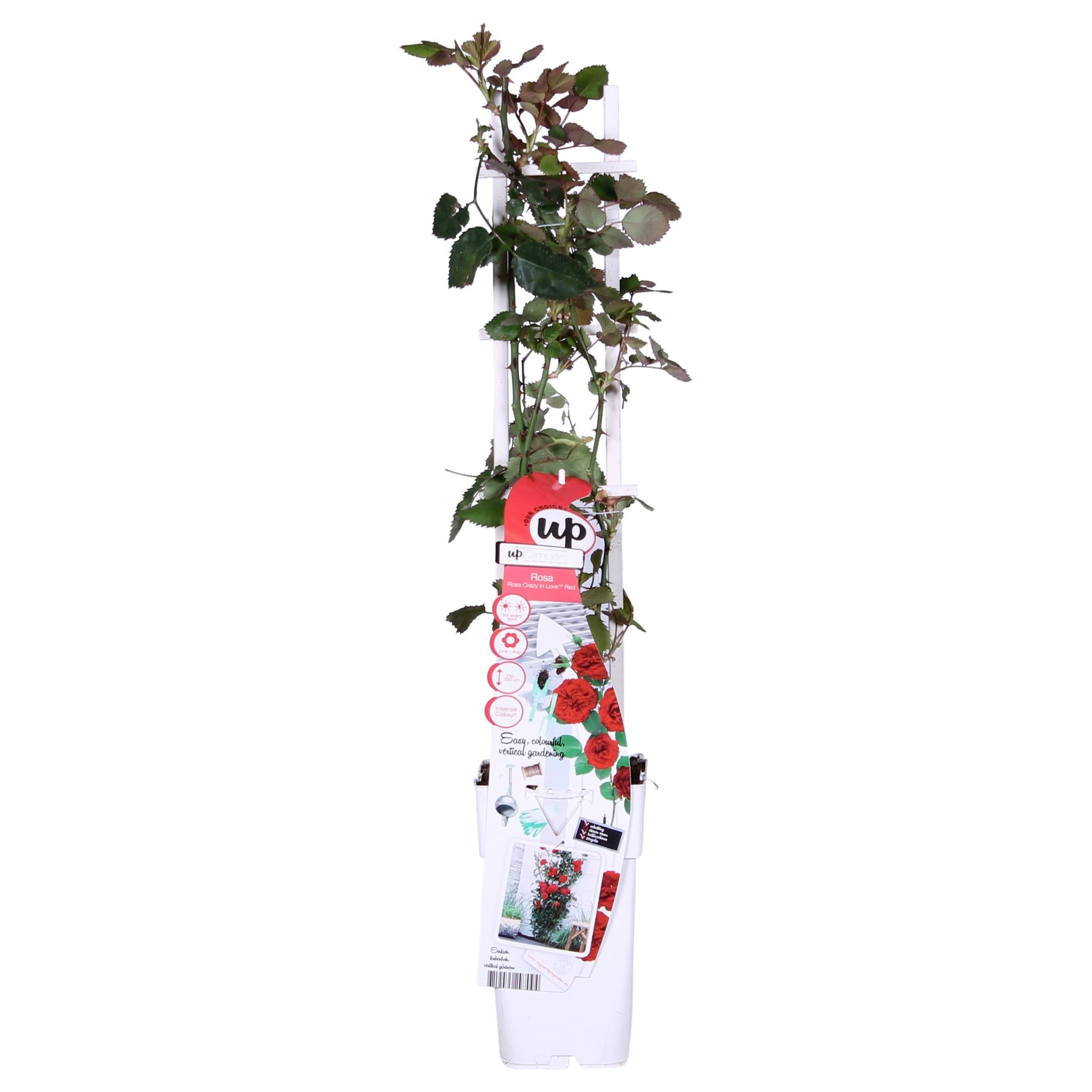 Rose Crazy in love 'Red' - ↨65cm - Ø15 Rote Rose  3 Stück  Kletterrose