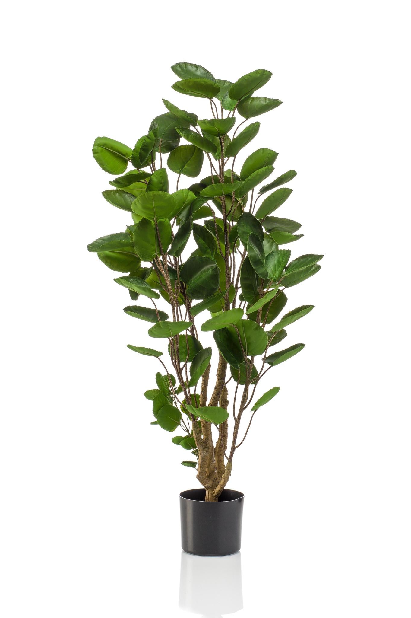 Kunstpflanze - Polyscias - Aralia - 105 cm