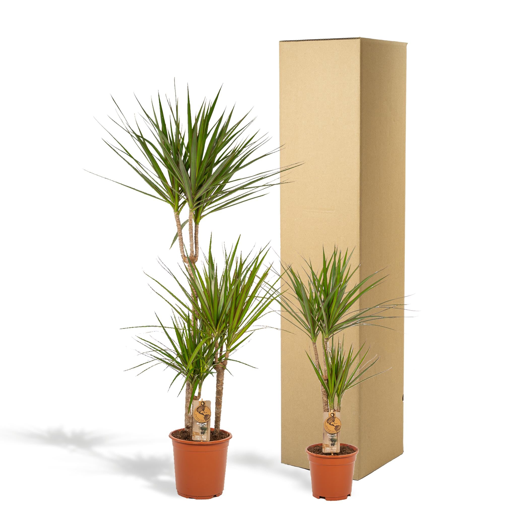 Drachenbaum Bicolor - Dracaena   ↨120cm - Ø21cm - 70cm - Ø17cm  2 Stück