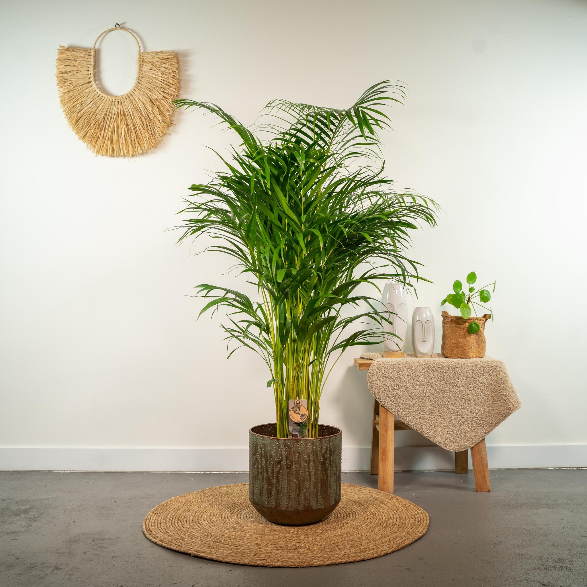 Arecapalm - Ø24cm - ↕130cm