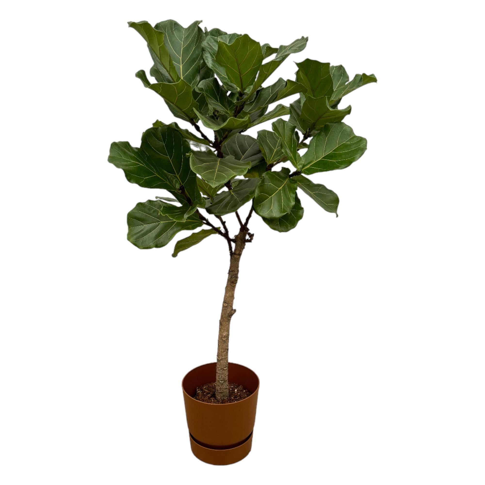 Geigenfeige - Ficus Lyrata Baum inklusive elho Greenville Round Topf braun - 160 cm - Ø30