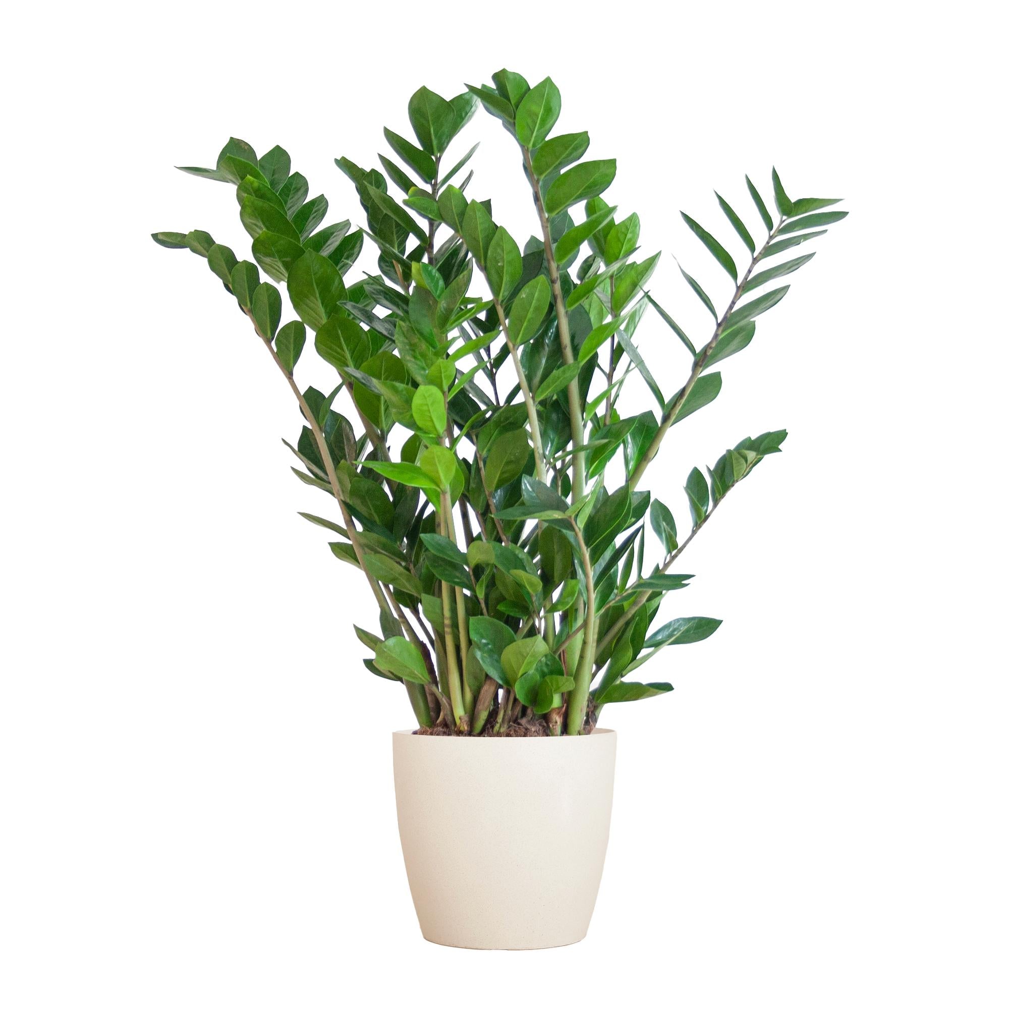 Smaragdpalme - Zamioculcas Zamiifolia mit Viber Weiß  - 80cm - Ø21