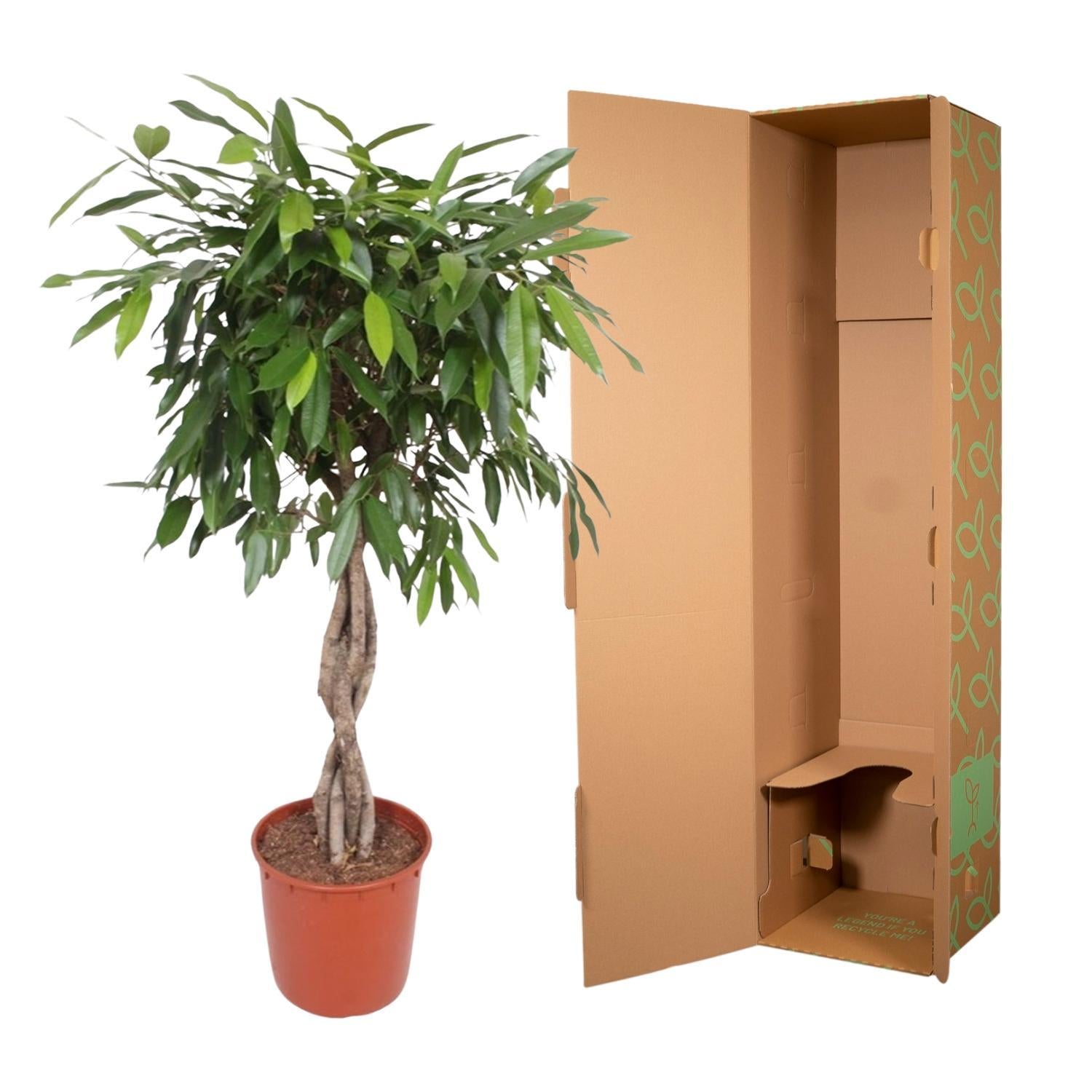 Ficus Amstel King geweven stam - 140 cm - ø34