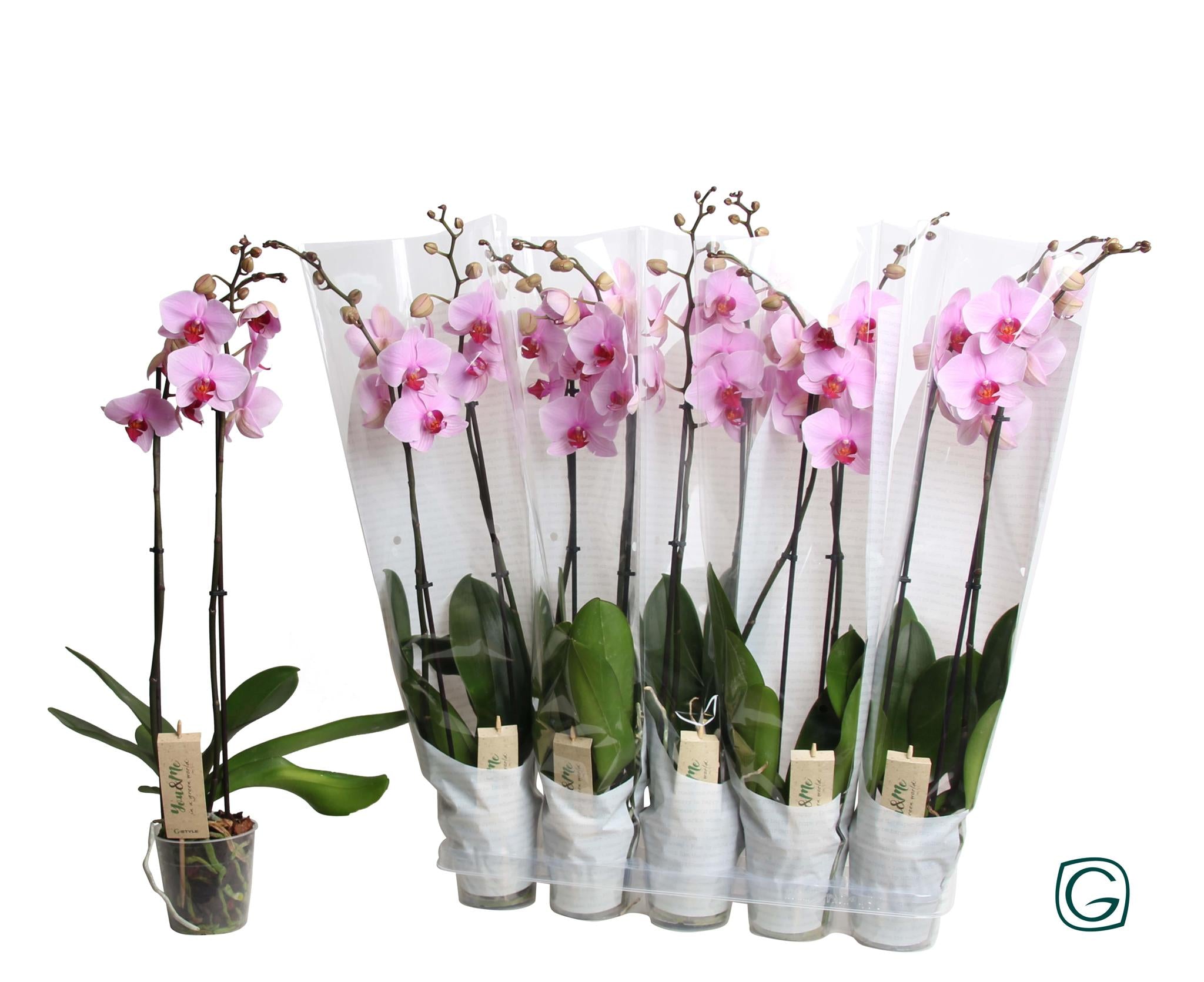 Orchidee Pink In Happy Sleeve White - Ø12cm - ↕65cm 1 Stück