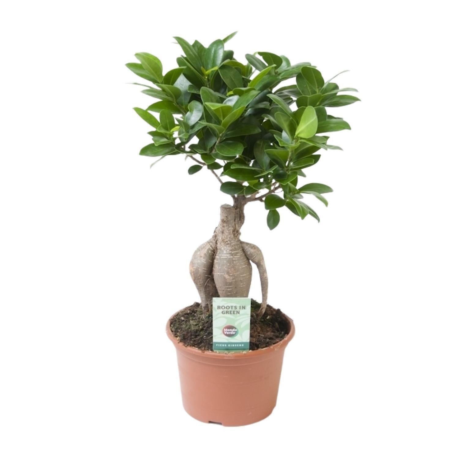 Ficus microcarpa Ginseng - Ø15cm - ↕35cm