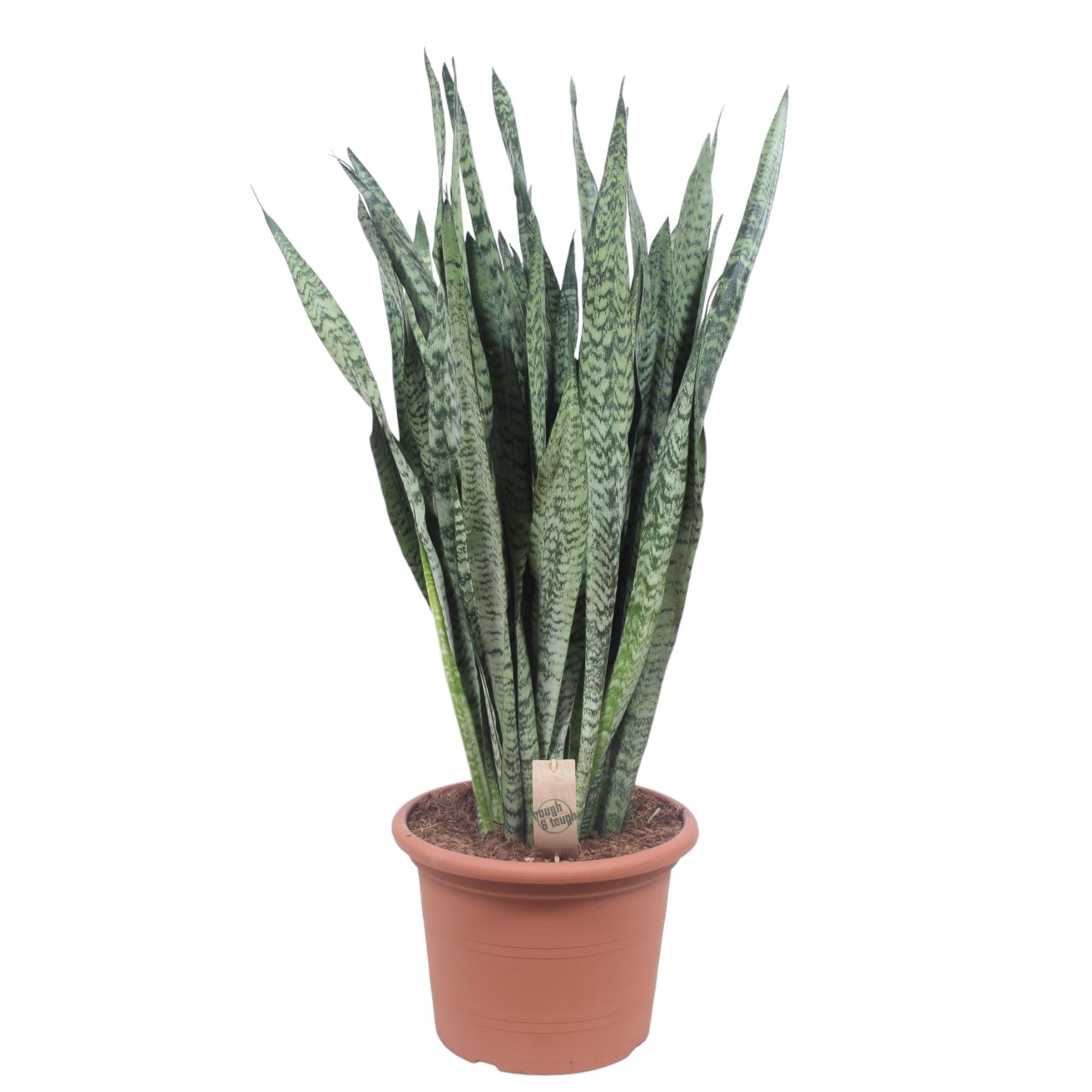 Sansevieria Zeylenica - 110 cm - ø35