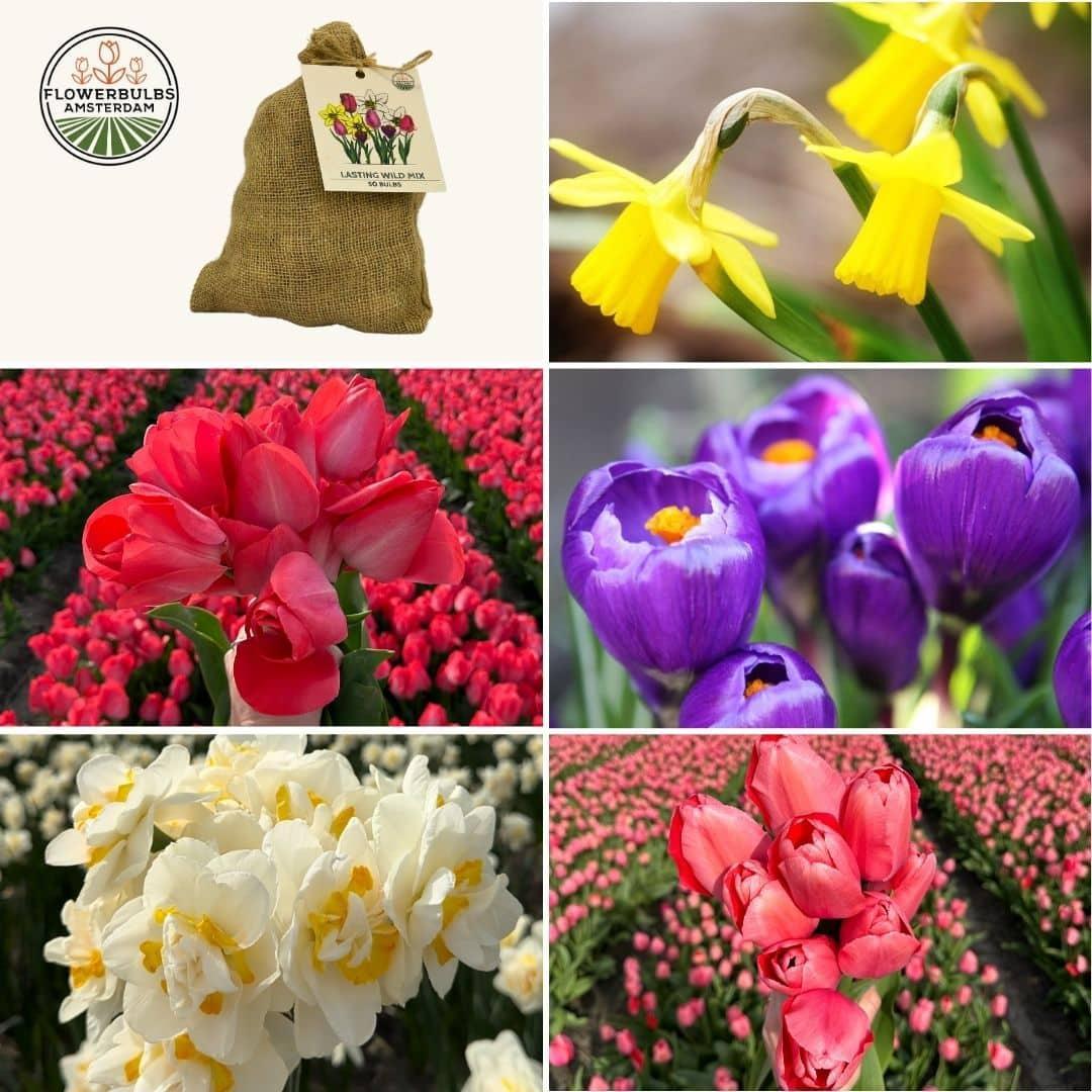 Frühlingsblumenzwiebeln Mix - Tulpen, Narzissen, Osterglocken u. Krokuse Medium Lasting Wild Mix - Nachhaltige Vorteilspackung, 50 Blumenzwiebeln für 1 qm Blumenpracht