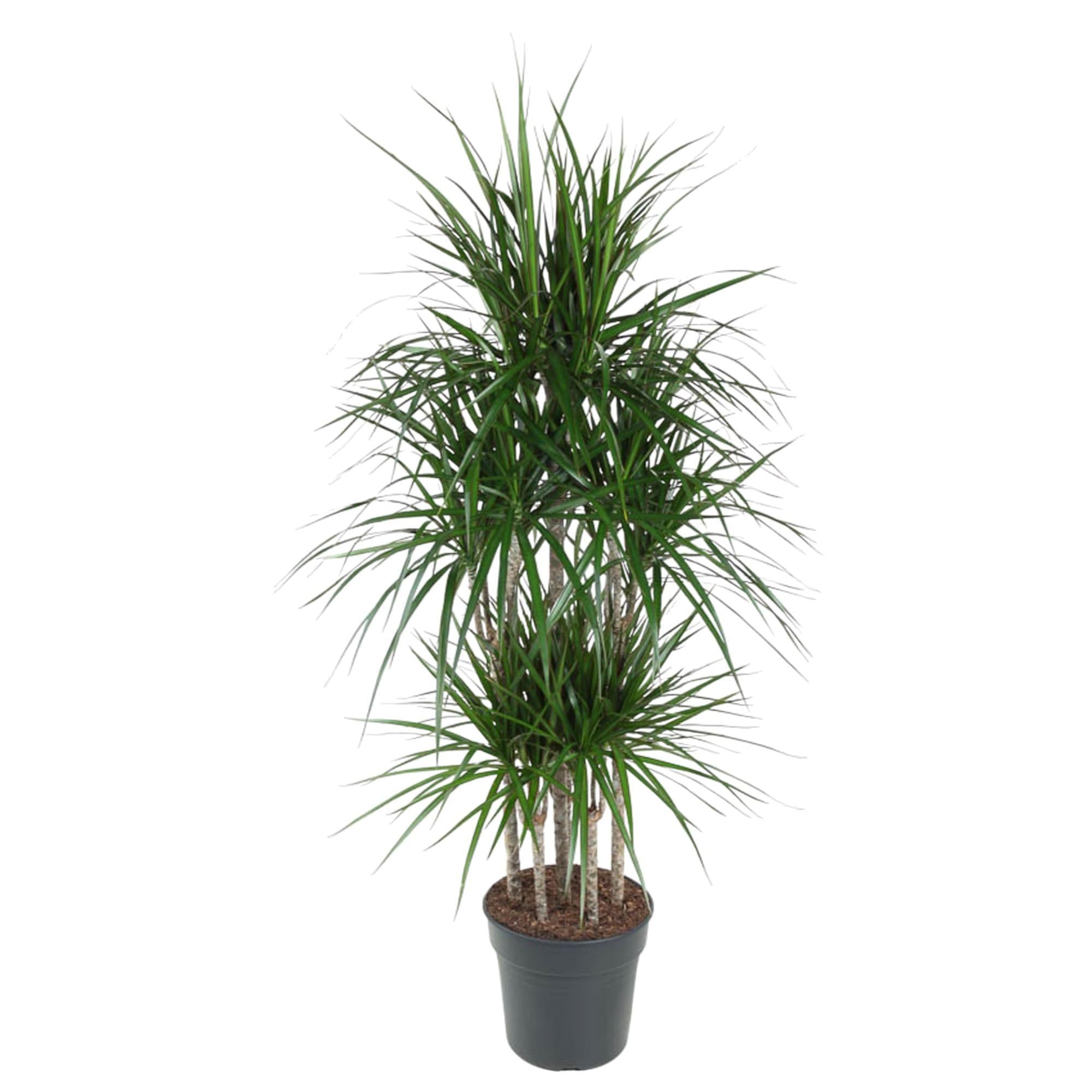 Drachenbaum Marginata - Dracaena Marginata Carrousel - 160 cm - ø31