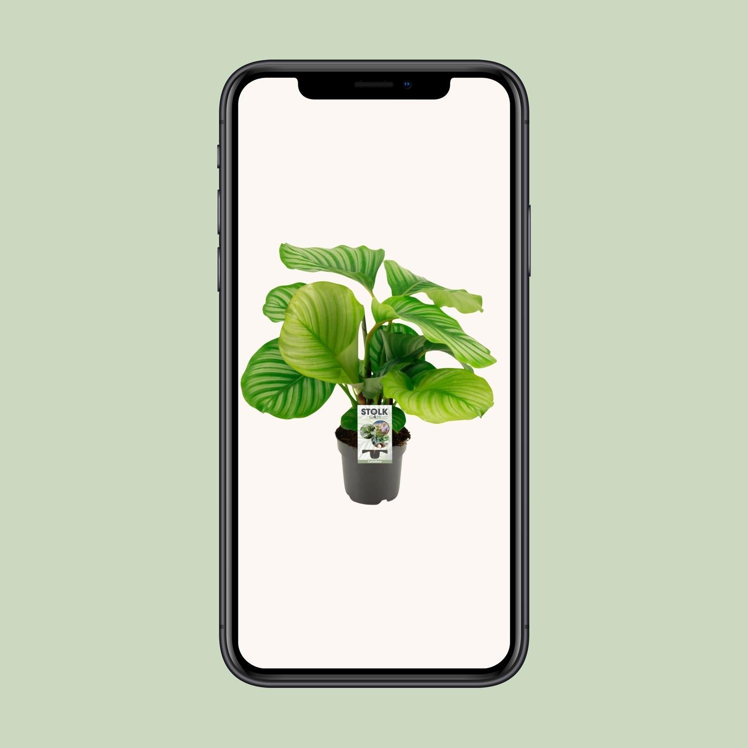 Gebetspflanze -  Calathea Orbifolia - 50cm - ø14