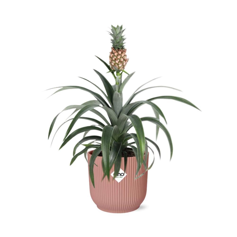 Ananaspflanze - Ananas Mi Amigo in ELHO Vibes Fold 14cm roze Topf rosa