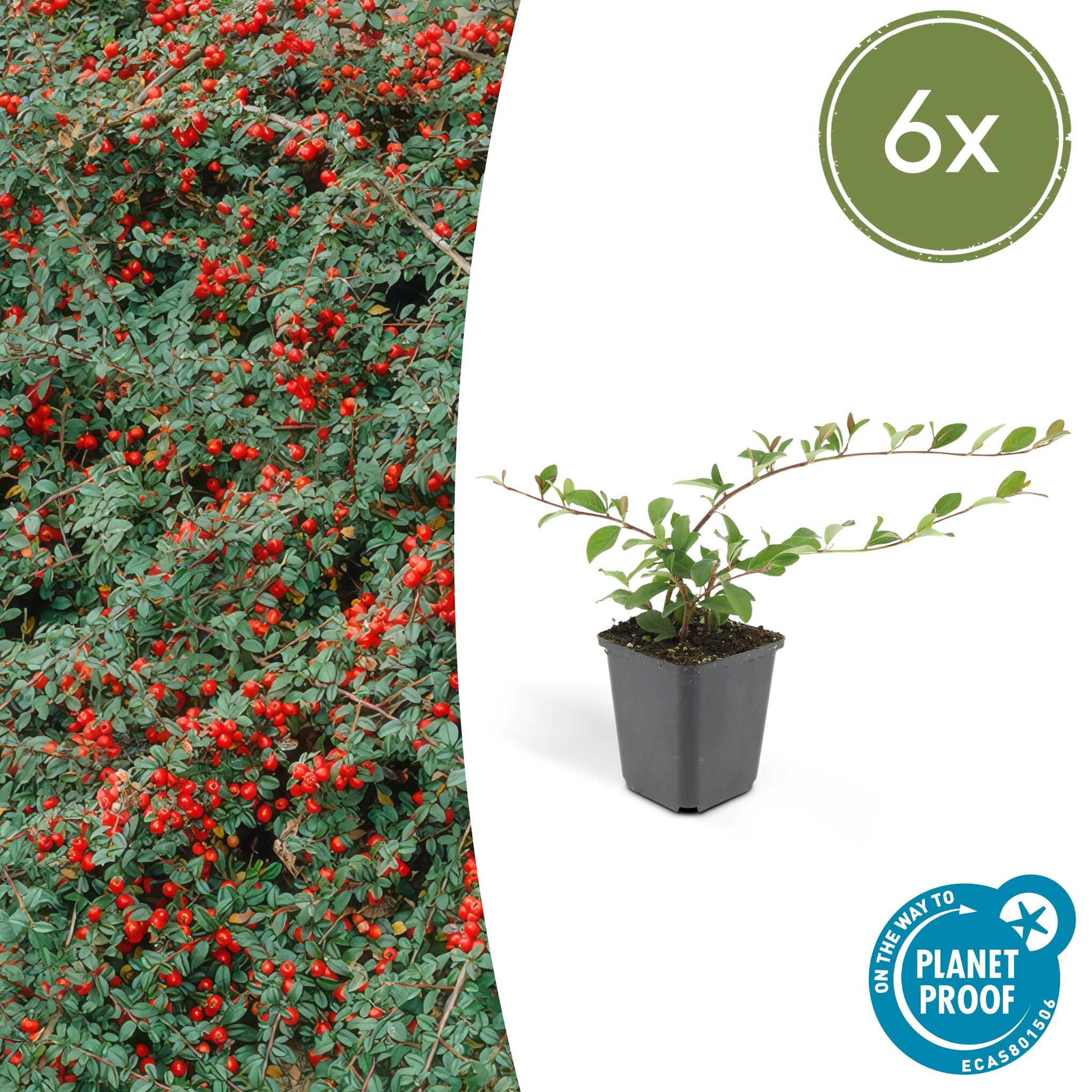 Zwergmispel, Teppichmistel auch Kriechmispel - Cotoneaster dammeri - ↕10-25cm - Ø9cm - 6 Stück