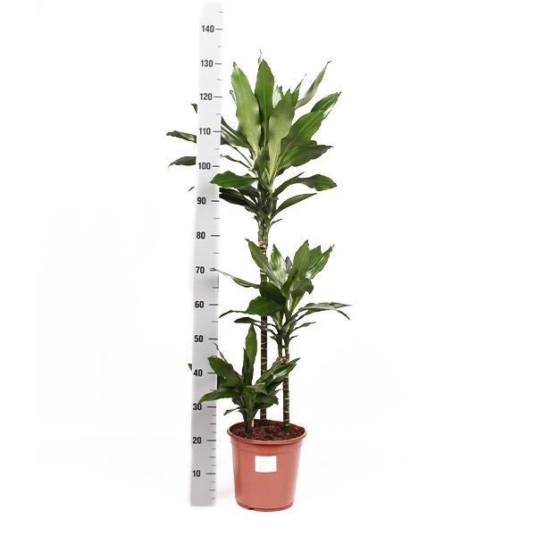 Drachenbaum Janet Lind - Dracaena Janet Lind Ø24cm ↕120cm im Albury Schwarzen Druckkorb