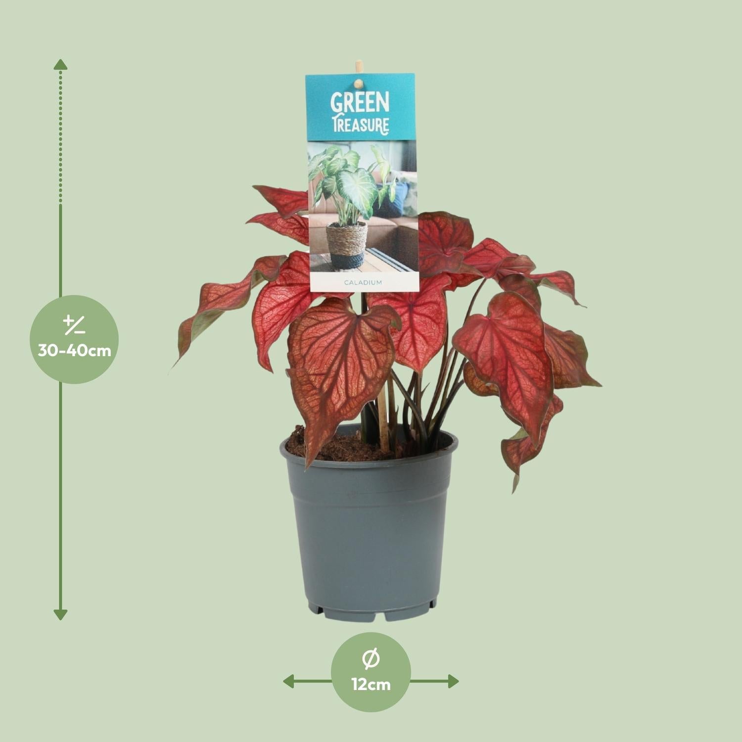 Caladium Rood - Rot - Ø12cm - ↕25cm