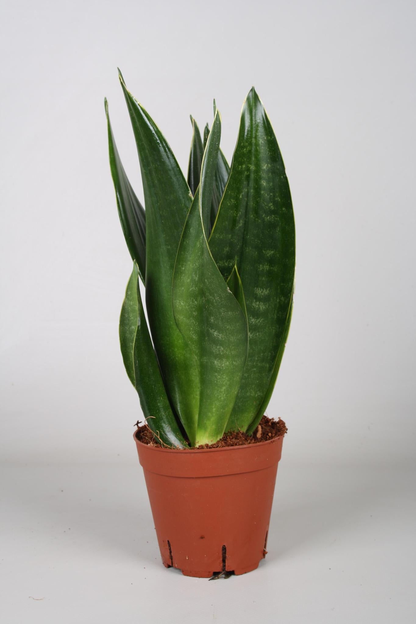 Sansevieria Dark Diamond - Ø14cm - ↕40cm