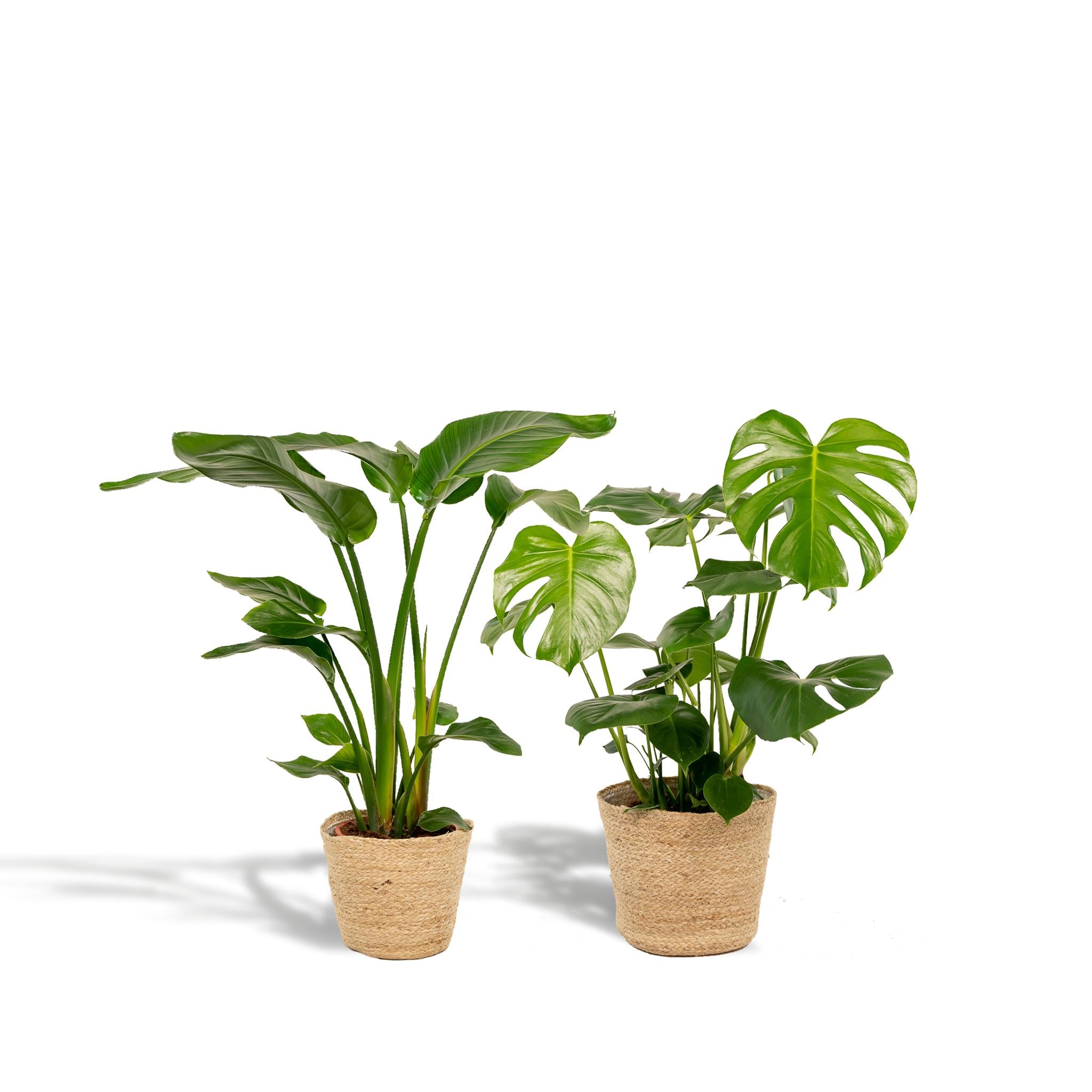 Pflanzen Mix - Strelitzia Nicolai - Ø19cm - ↕85cm + Monstera Deliciosa - Ø21cm - ↕75cm + Korb Selin