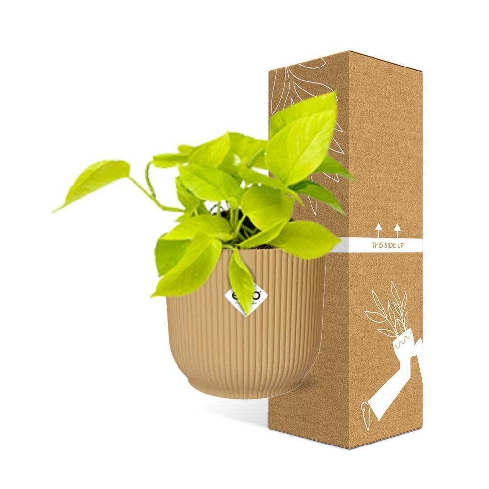 Efeutute - Epipremnum Pinnatum ‘Golden Pothos’ in ELHO Vibes Fold 14cm geel Topf gelb