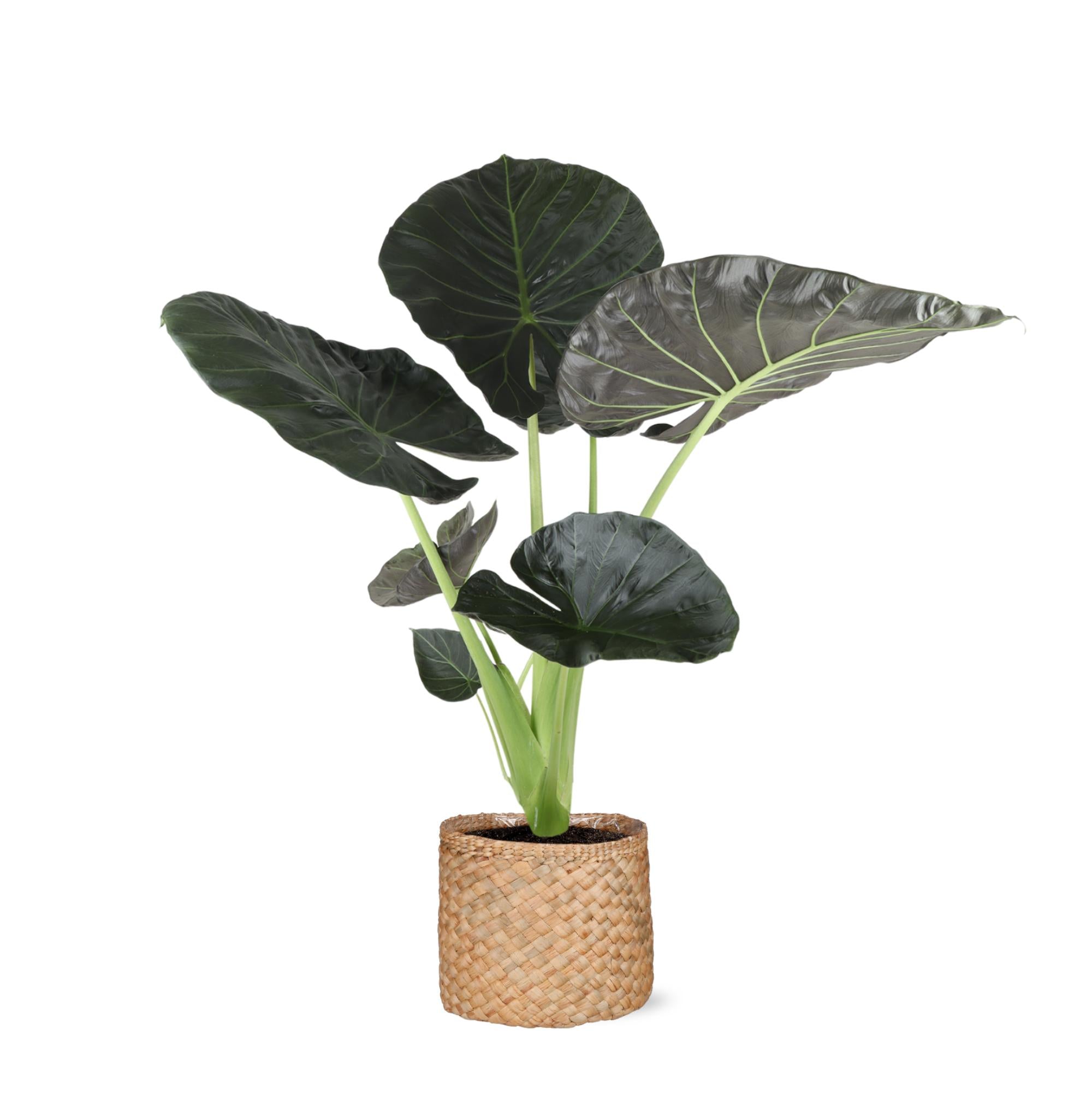 Elefantenohr - Alocasia Regal Shield Ø21cm - ↕100cm in Albury NATURAL Korb