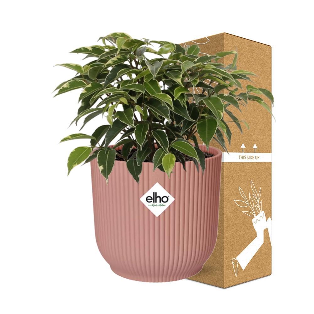 Birkenfeige - Ficus Benjamina Kinky in ELHO Vibes Fold 14cm Topf Rosa