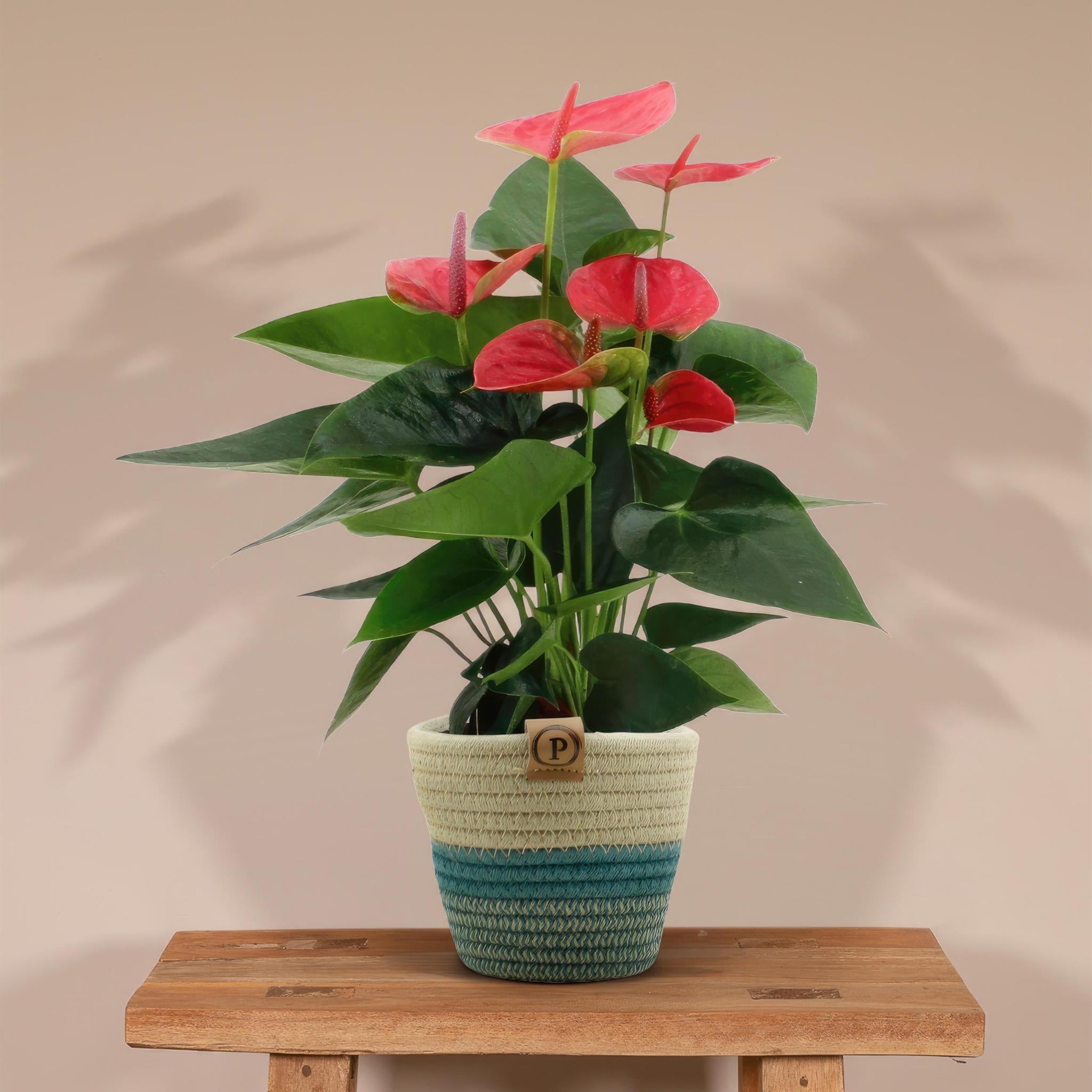 Anthurium andreanum Sweet Dream incl. PURE Korb - 45cm - Ø12