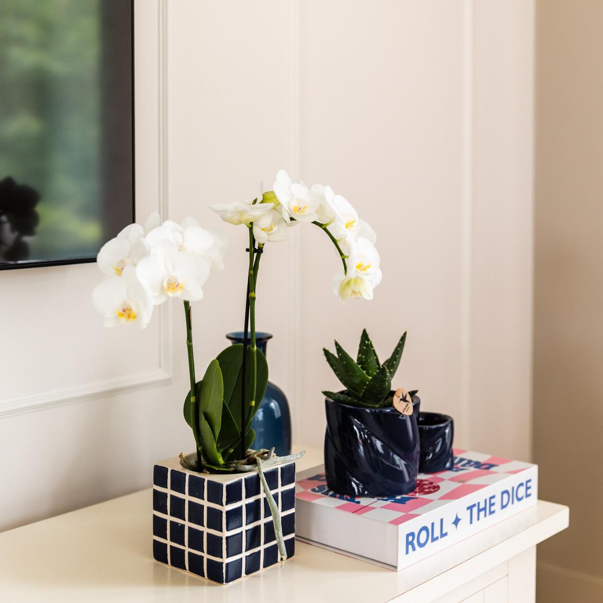 Orchidee Weiße Phalaenopsis Orchidee Amabilis + Mosa Ziertopf Blau - Topfgröße Ø9cm | Blühende Zimmerpflanze - Frisch vom Züchter