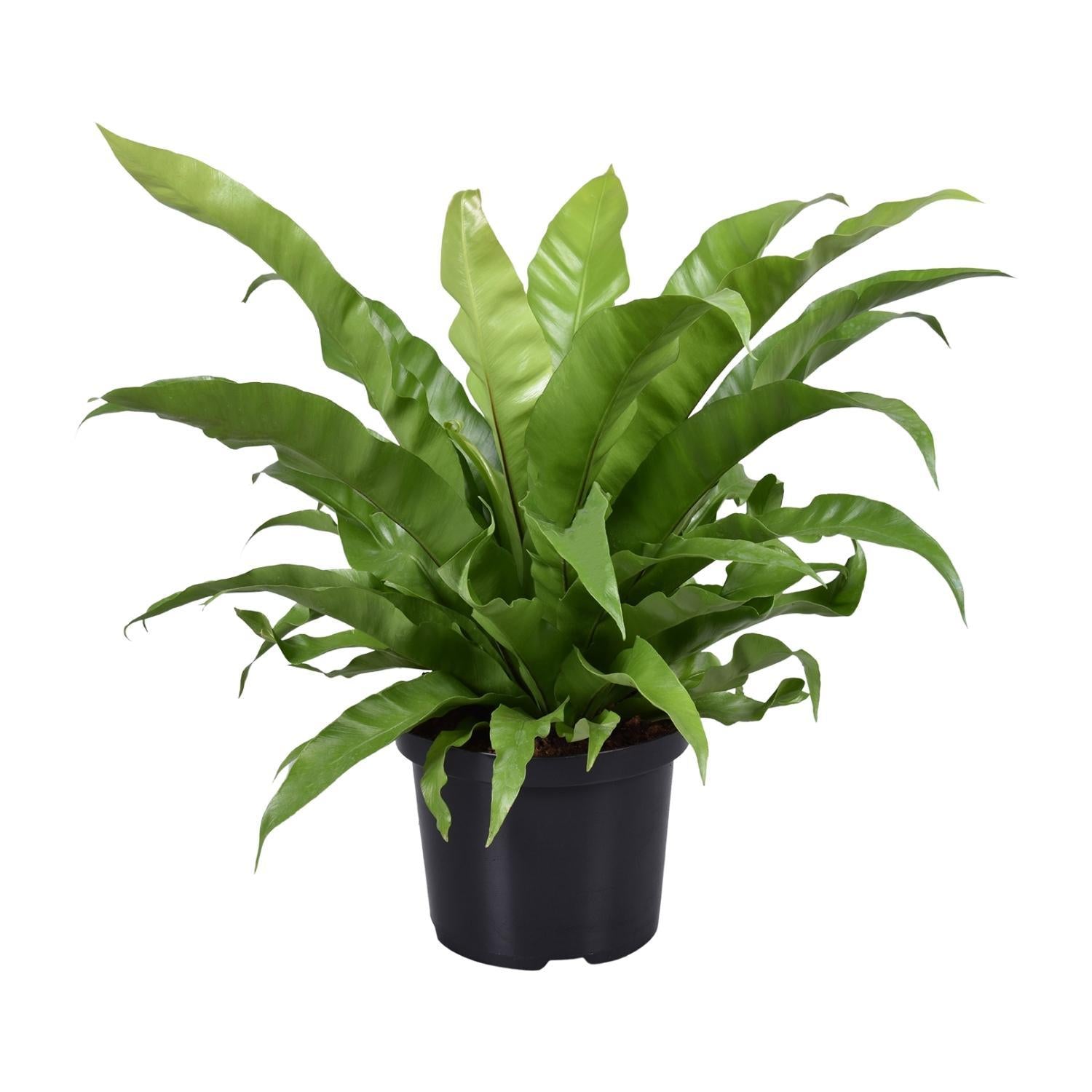 Japanischer Vogelnestfarn - Asplenium Antiquum - Ø23cm - ↕60cm