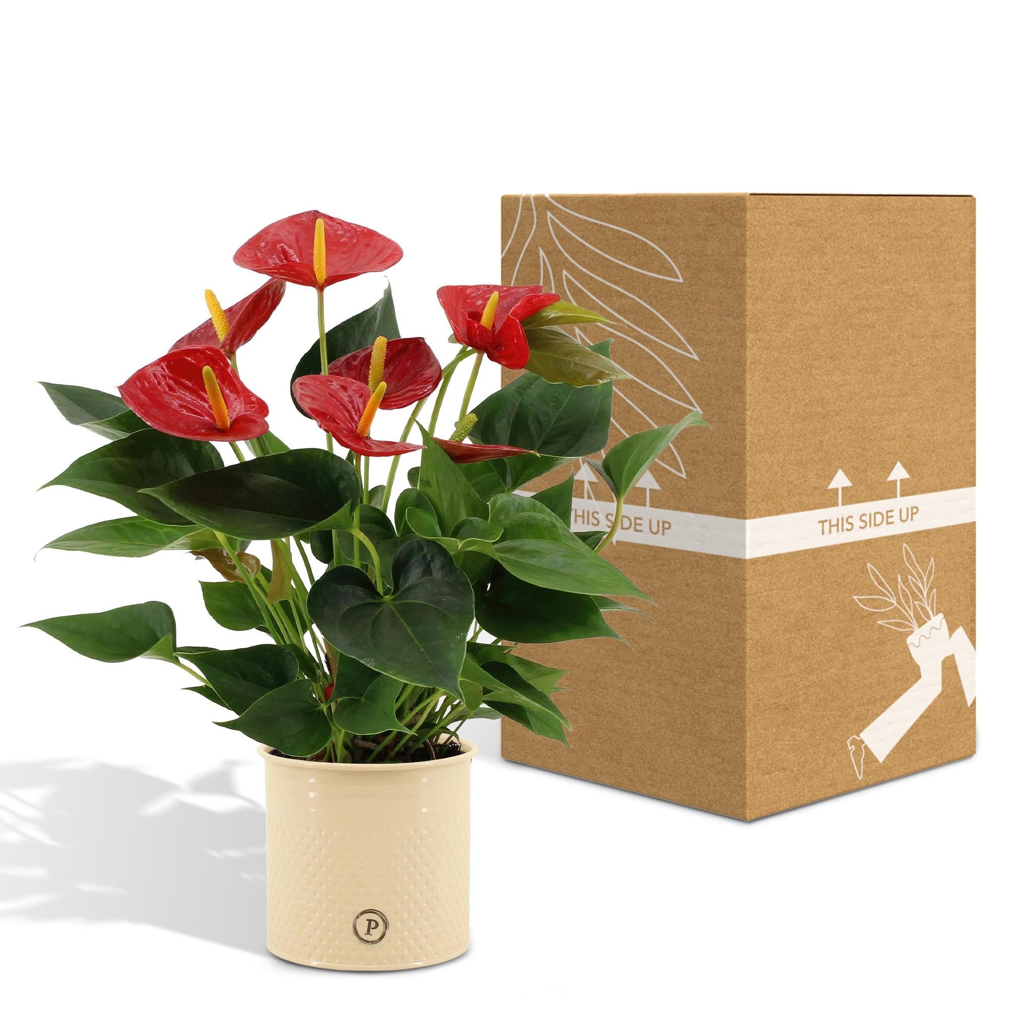 Anthurium andreanum Diamond Red incl. PURE Zinktopf - 45cm - Ø12