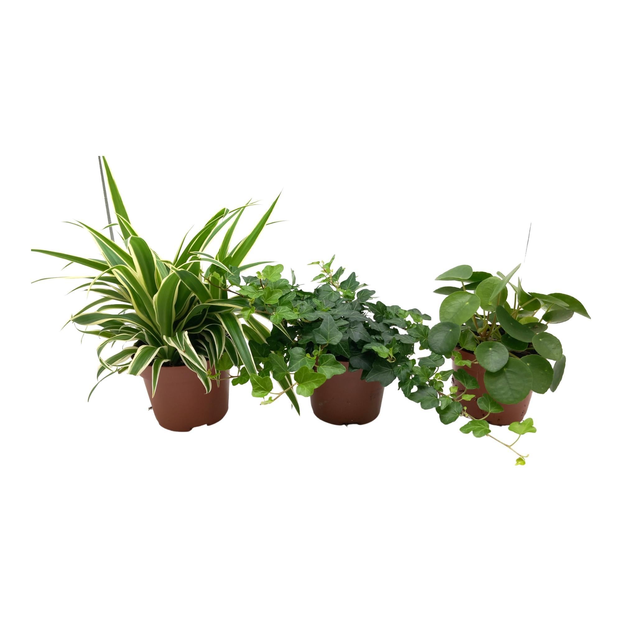 Groen Mix Chlorophytum, Hedera, Pilea - 3 stuks - Ø13cm - ↕35cm