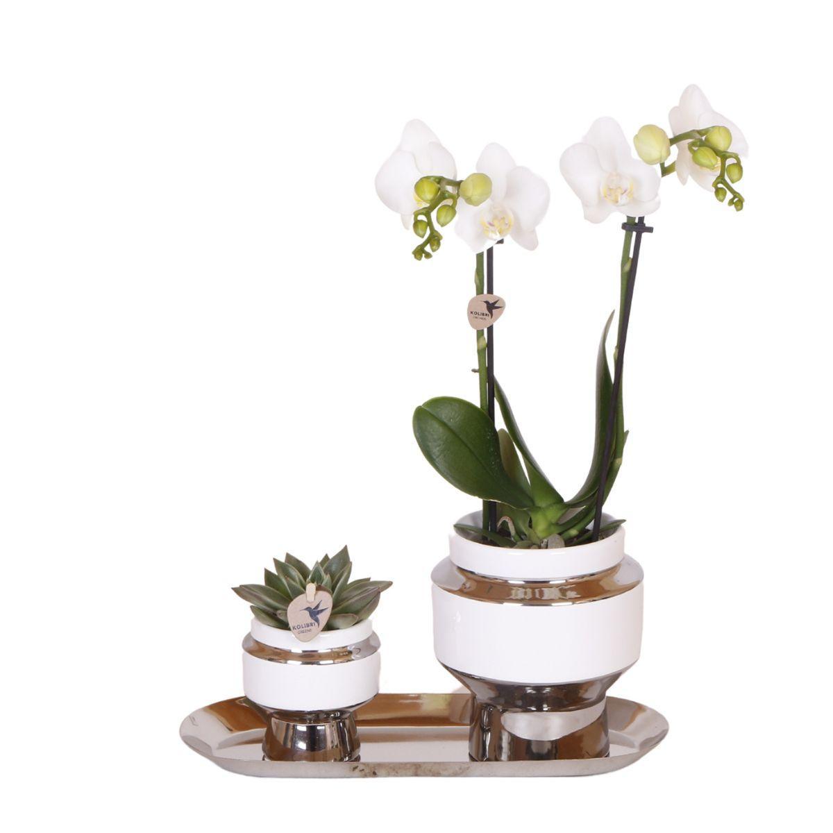 Orchidee - Set aus weißer Orchidee und Succulent auf Silbertablett