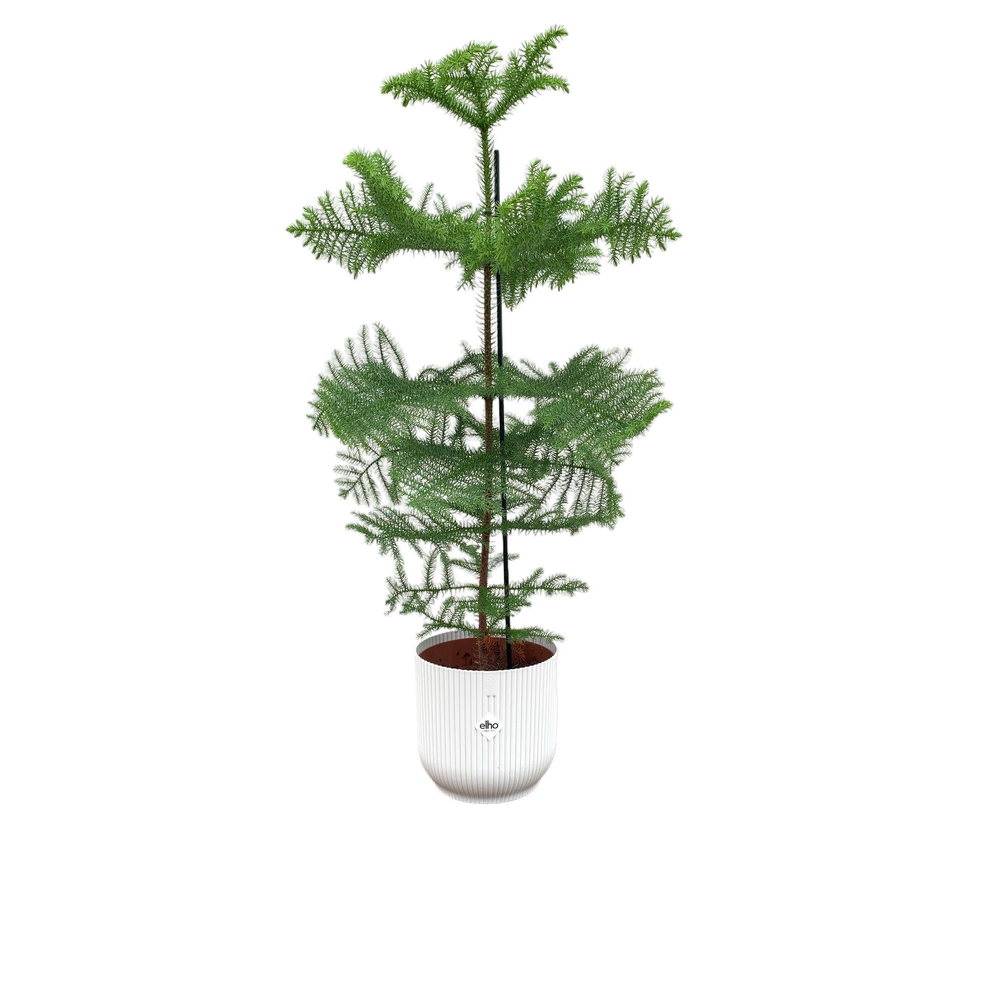 Araucaria (kamerden) inclusief elho Vibes Fold Round Topf weiß Ø22 - 100 cm