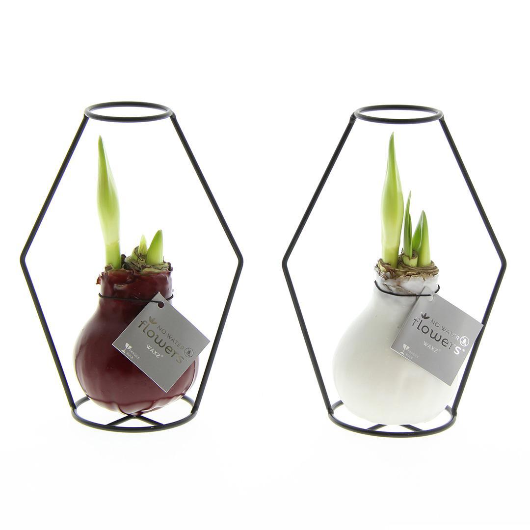 No Water Flowers® (wax amaryllis) | Formz Modern Mix (2 pack) + Red flower