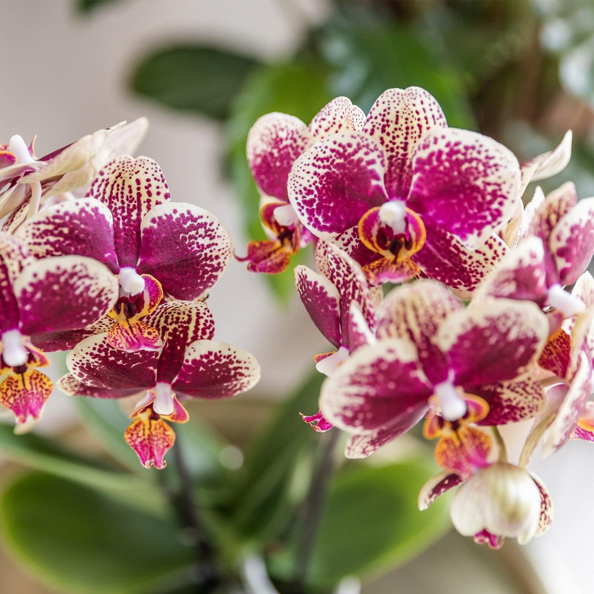 Kolibrie-orchideeën | Geelrode Phalaenopsis orchidee - Spanje - potmaat Ø9cm | bloeiende kamerplant - vers van de veredelaar