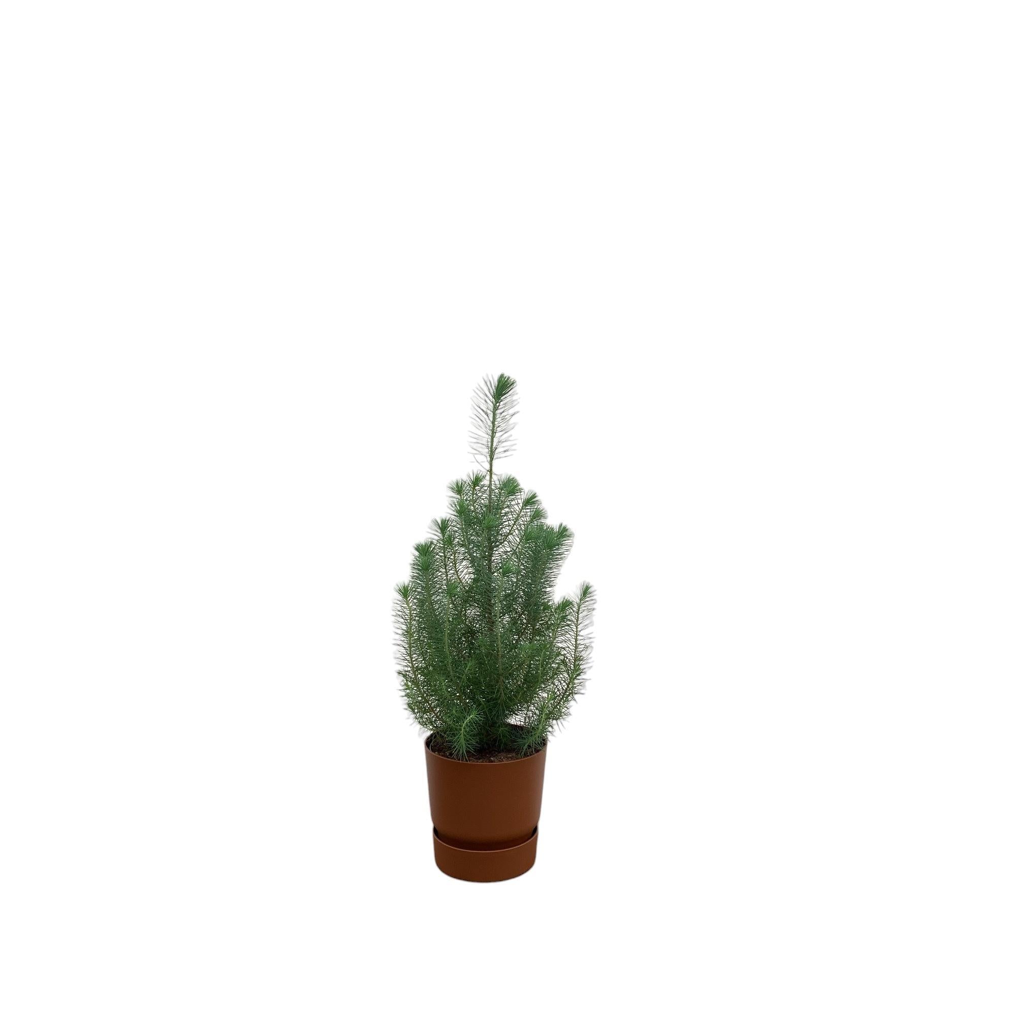 Pinus Pinea inclusief elho Greenville Round Topf braun Ø18 - 50 cm