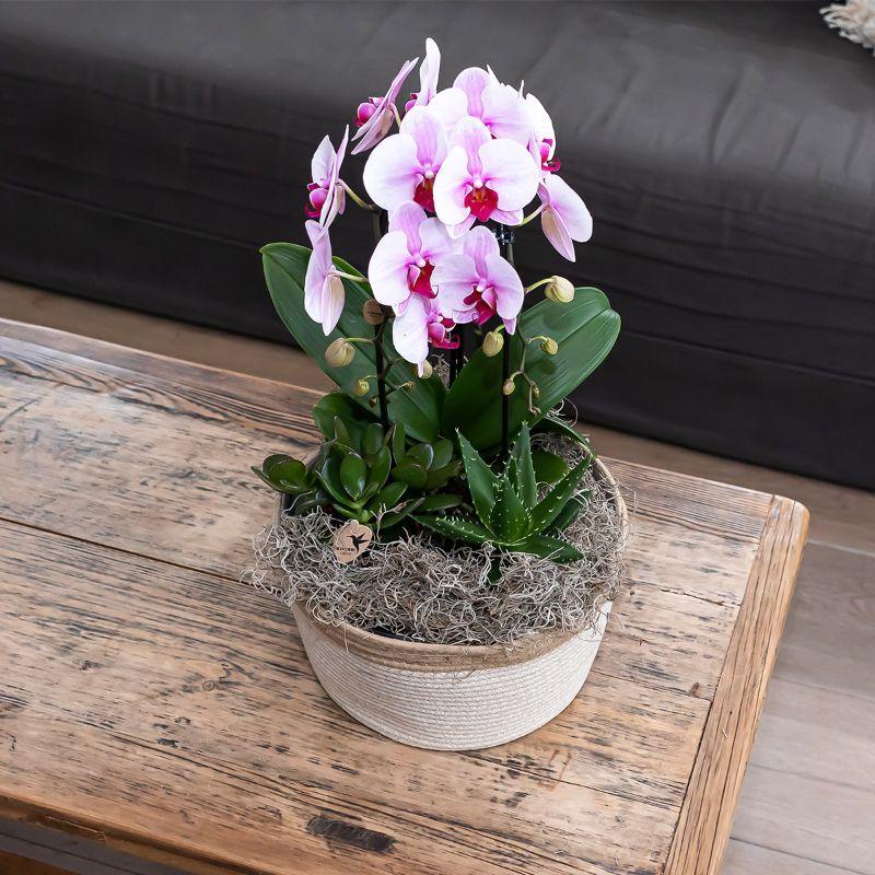 Orchidee rosa Phalaenopsis Orchidee - Niagara Fall - Topfgröße Ø9cm | blühende Zimmerpflanze - frisch vom Züchter