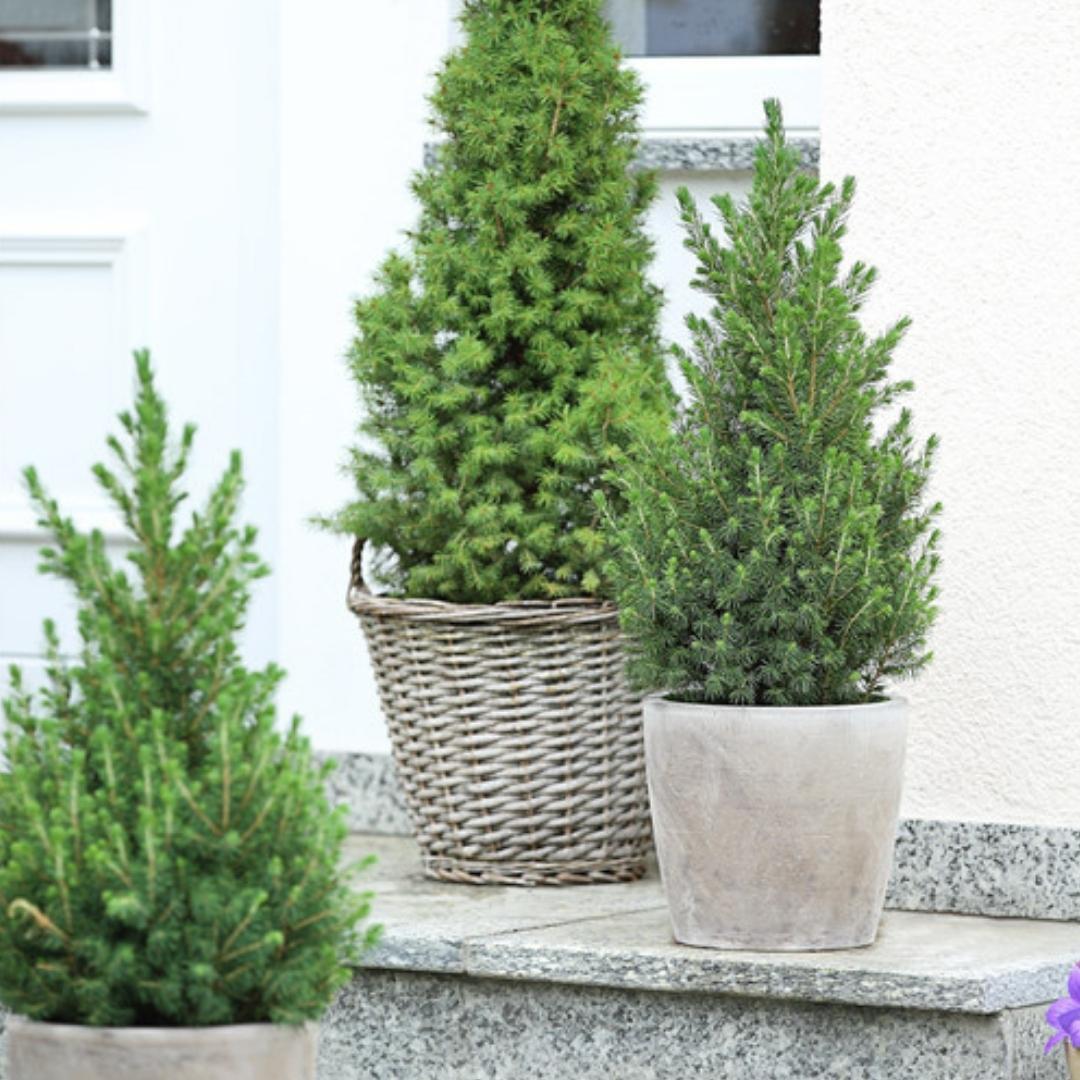 Kleiner Weihnachtsbaum - Picea glauca Conica 'December' Ø19