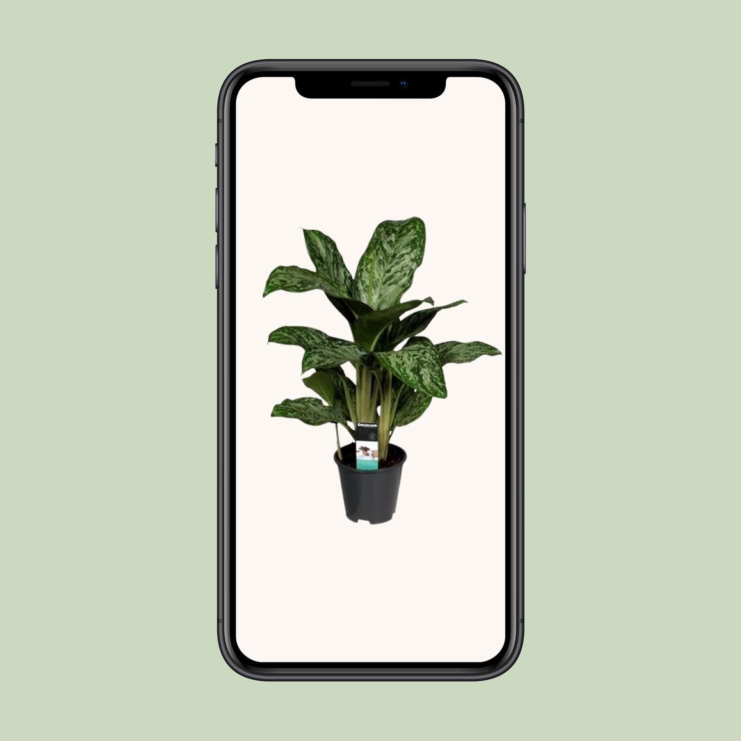 Aglaonema Greenlight (Decorum)